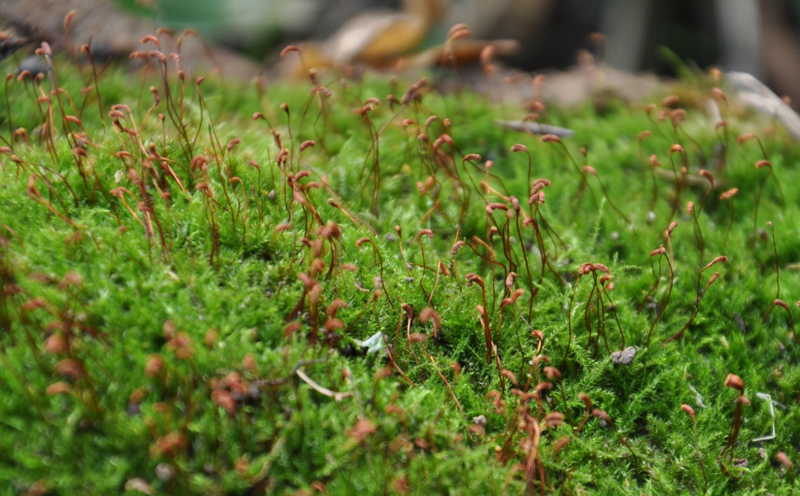 30082013204952 1728 art 1310 amblystegiumserpens dsc 0846