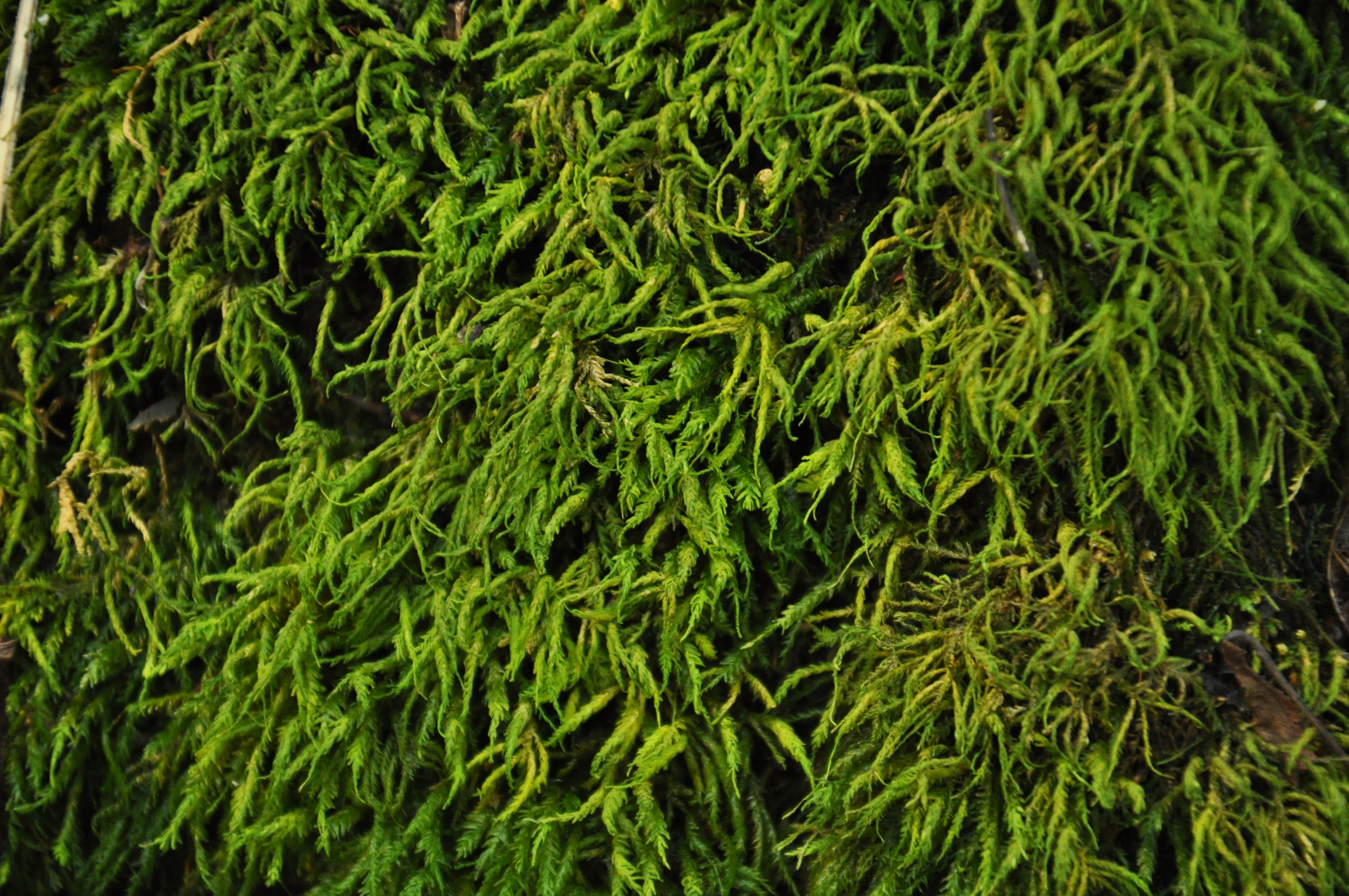 30082013210026 1729 art 1311 anomodon viticulosus dsc 0867