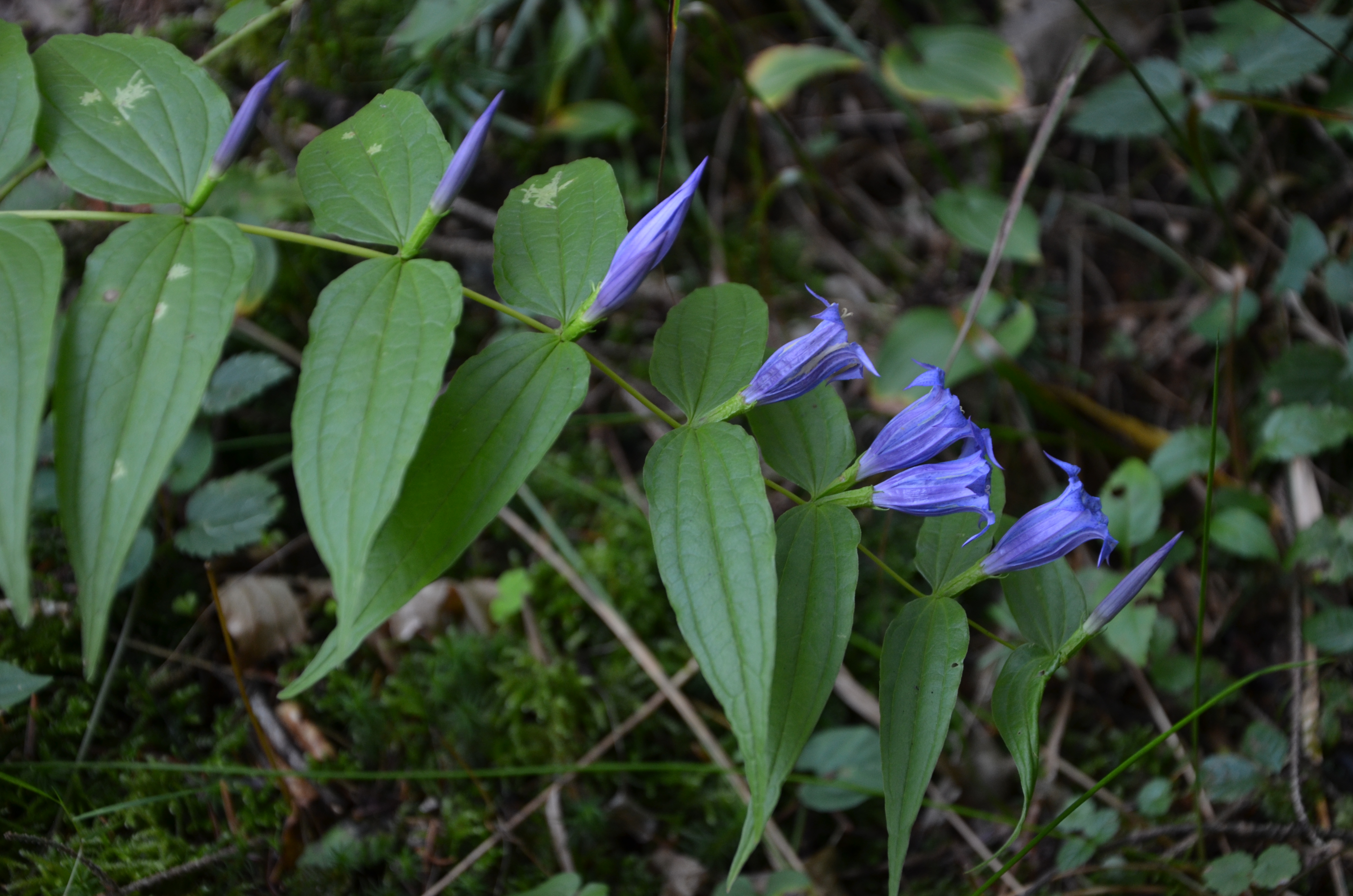 30082013210320 1730 art 1314 dsc 8783 gentiana asclepiadea 3