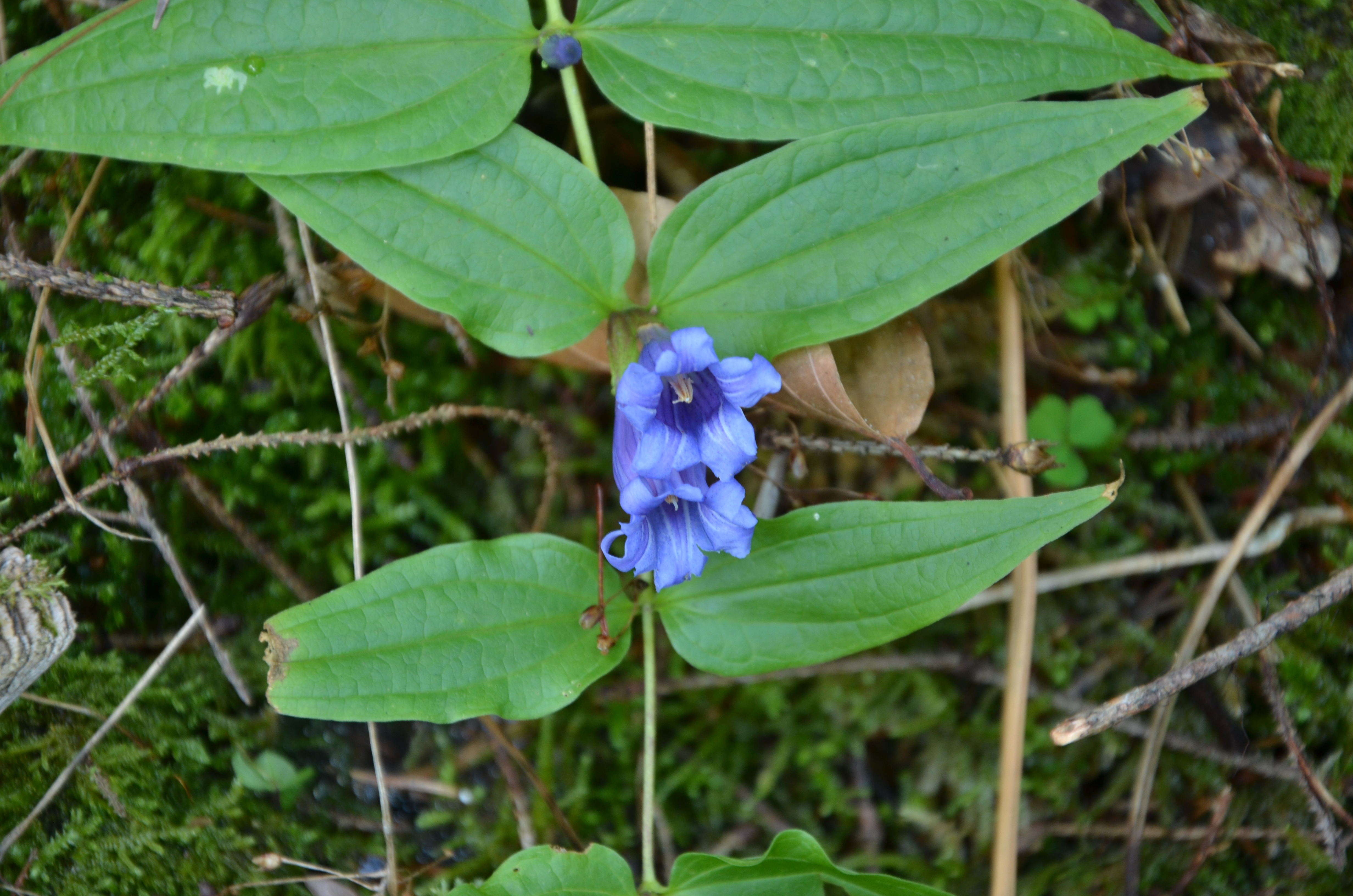 30082013210608 1731 art 1314 dsc 8783 gentiana asclepiadea 2