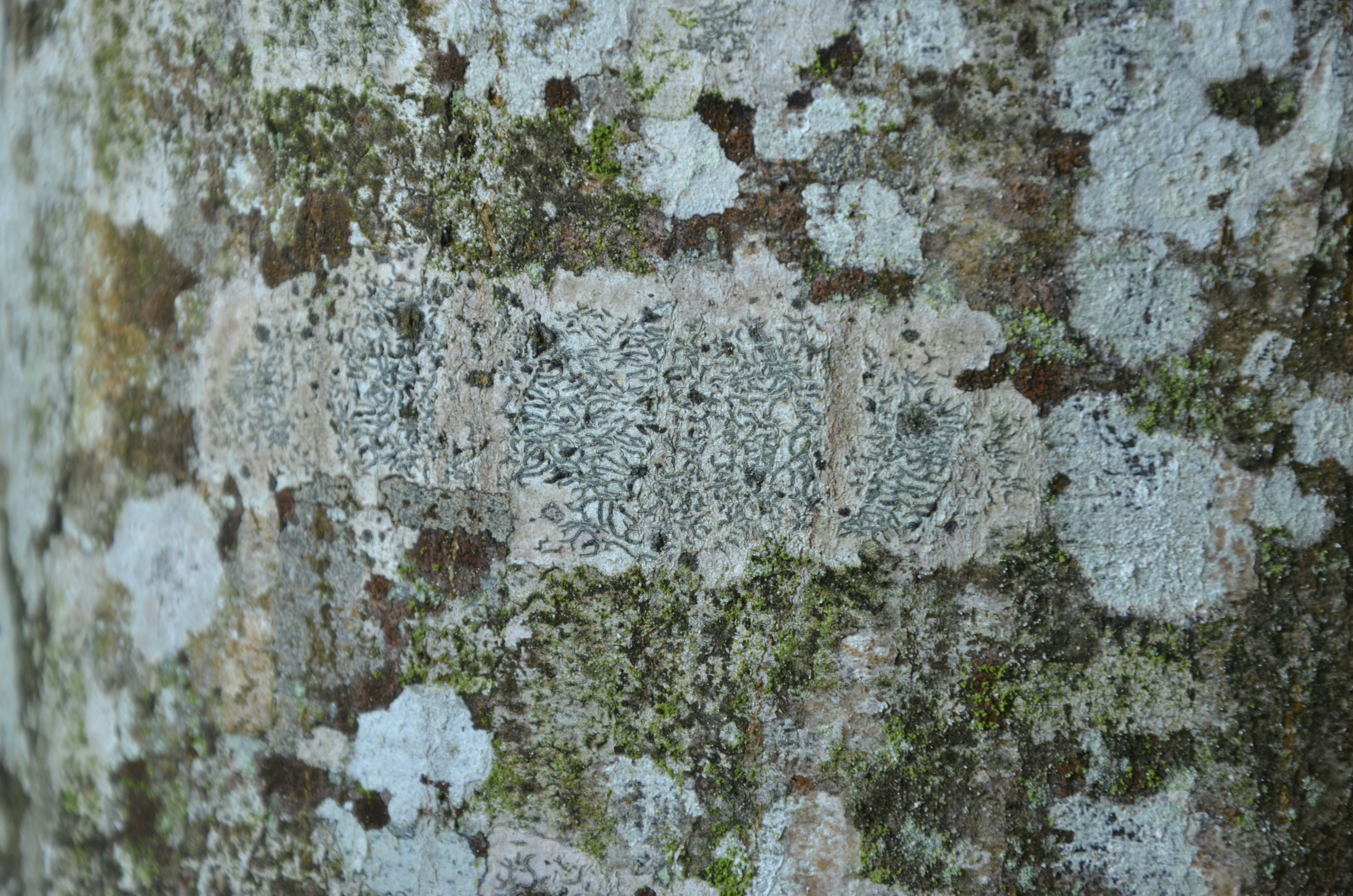 30082013210933 1733 art 1224 dsc 8763 graphis scripta 1