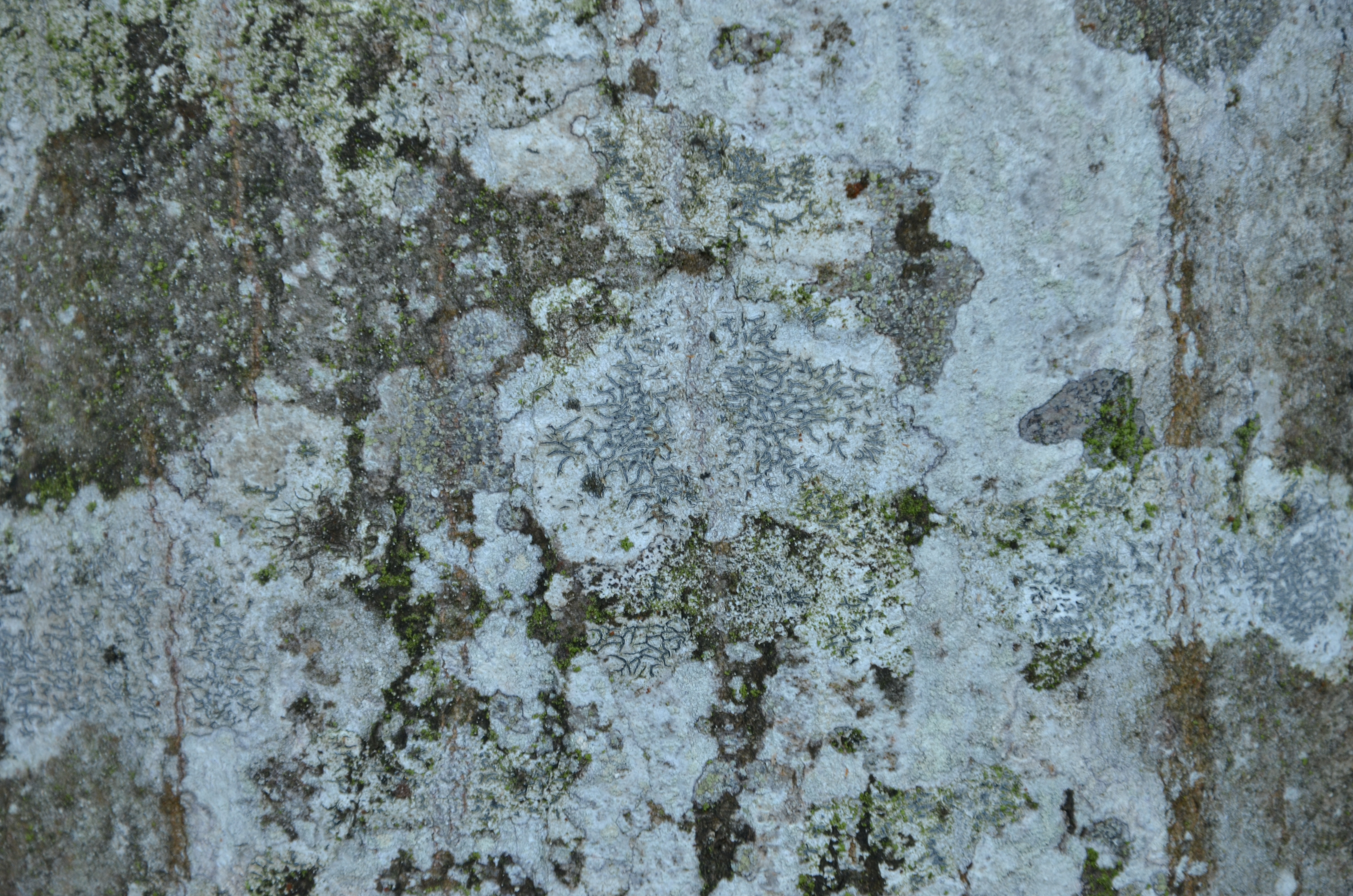 30082013211404 1734 art 1224 dsc 8763 graphis scripta 2