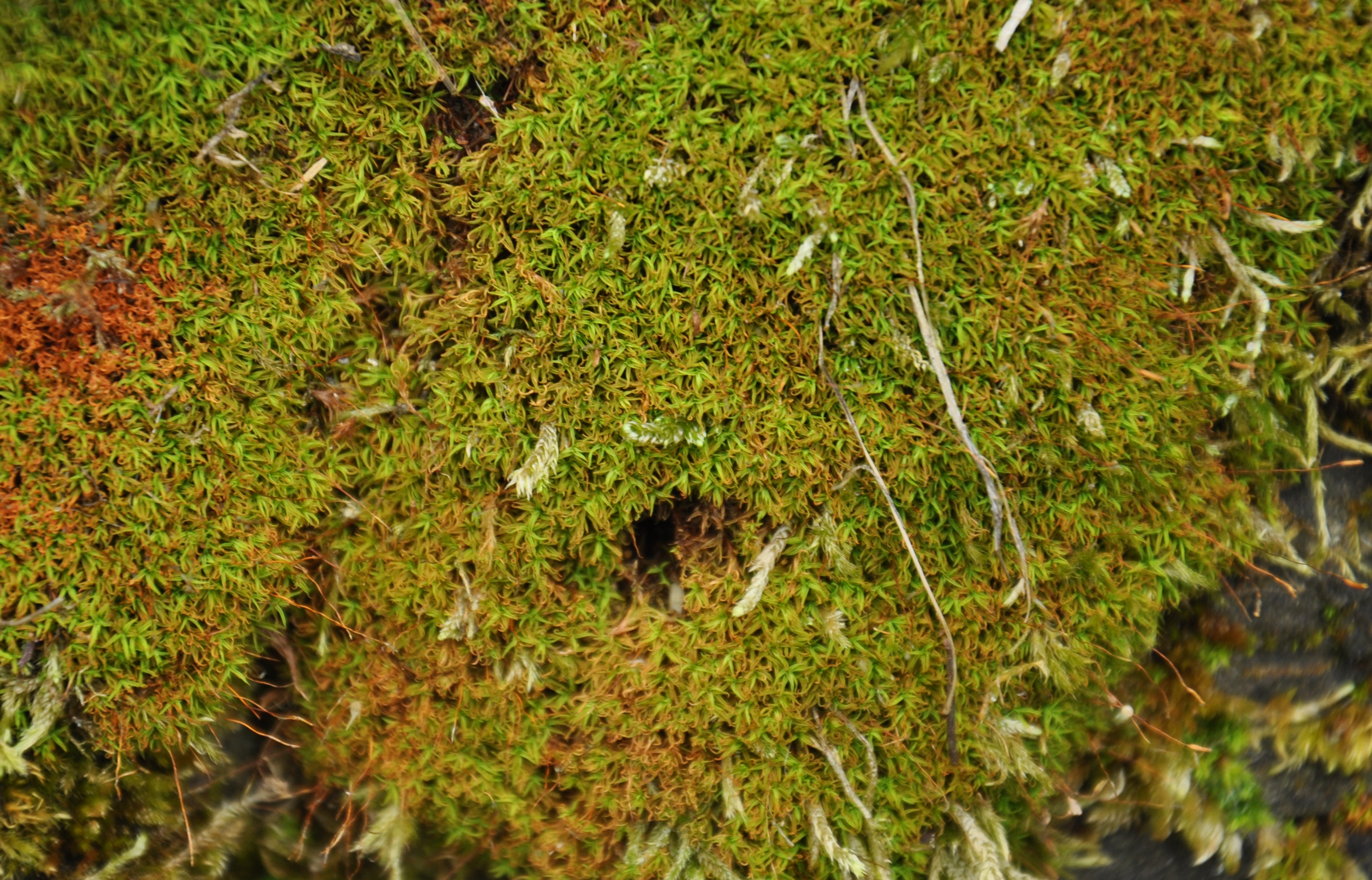 30082013211416 1735 art 1315 bryoerythrophyllum dsc 0811