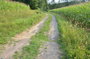 30082013212025 1736 lebensraum 1128 dsc 8874 ruderalstreifen