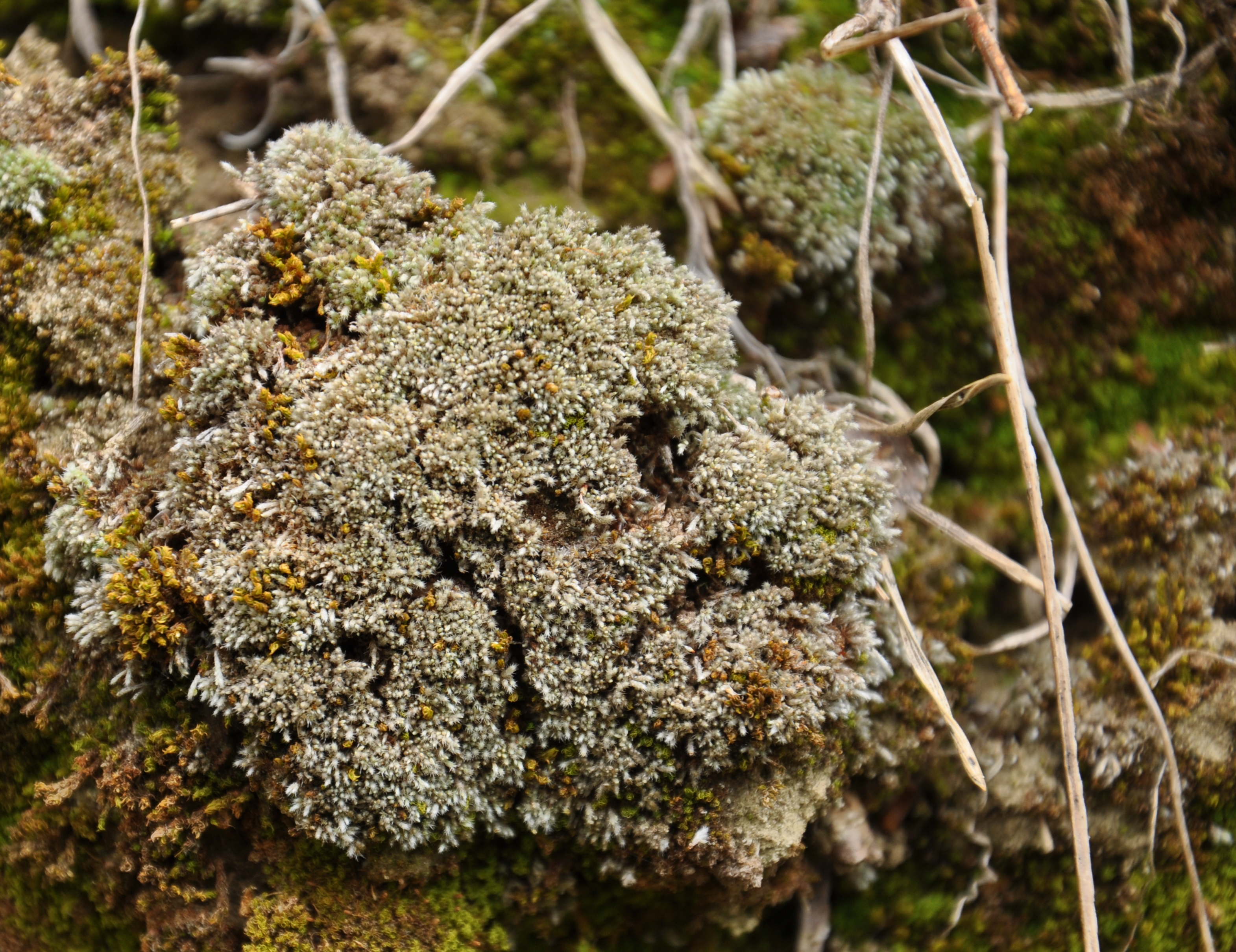 30082013212319 1737 art 1316 bryumargenteum dsc 0763