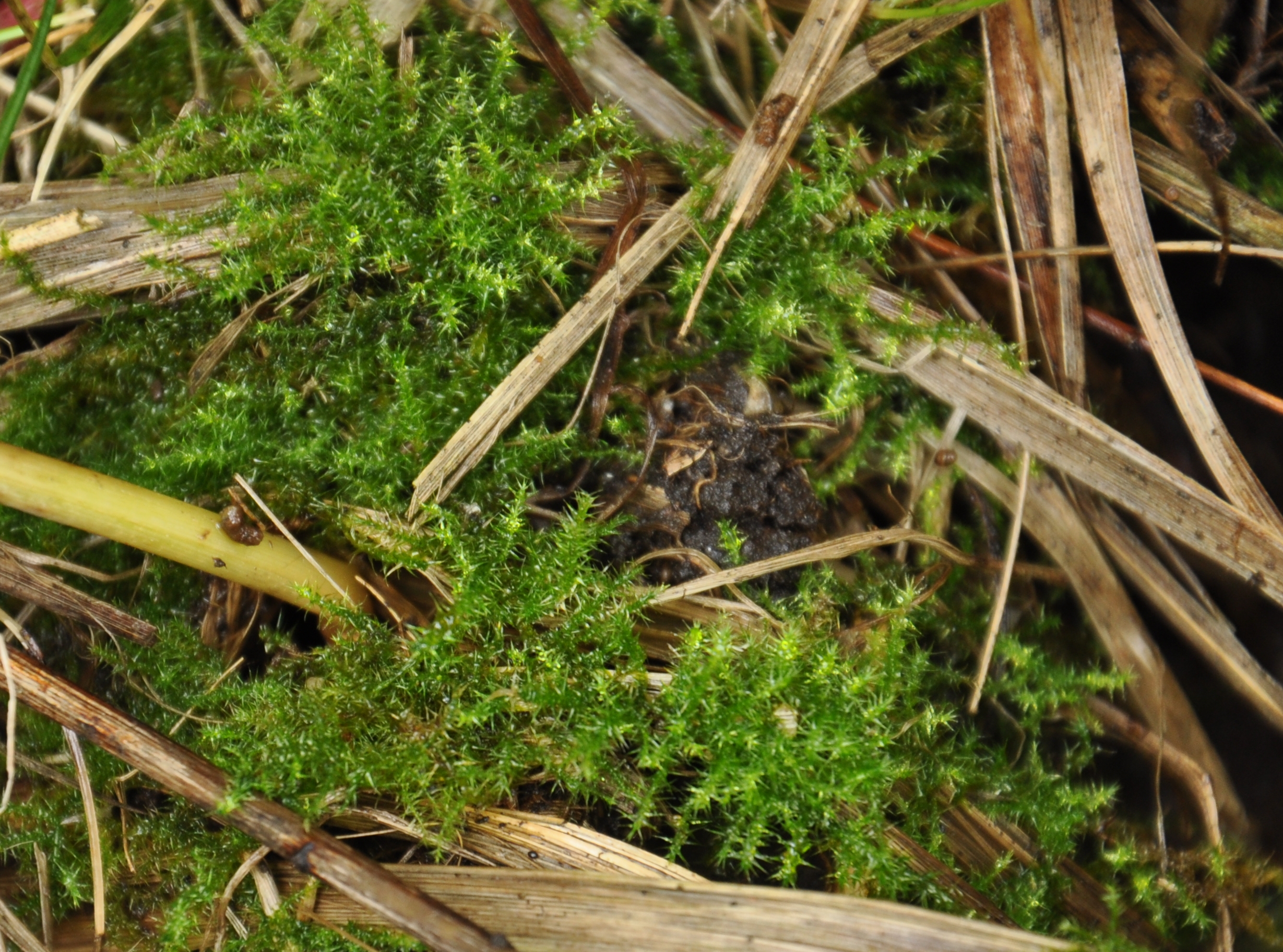 30082013213018 1738 art 1317 campyliumstellatum dsc 0674