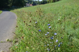 30082013213626 1740 lebensraum 1128 dsc 8738 ruderalstreifen 1