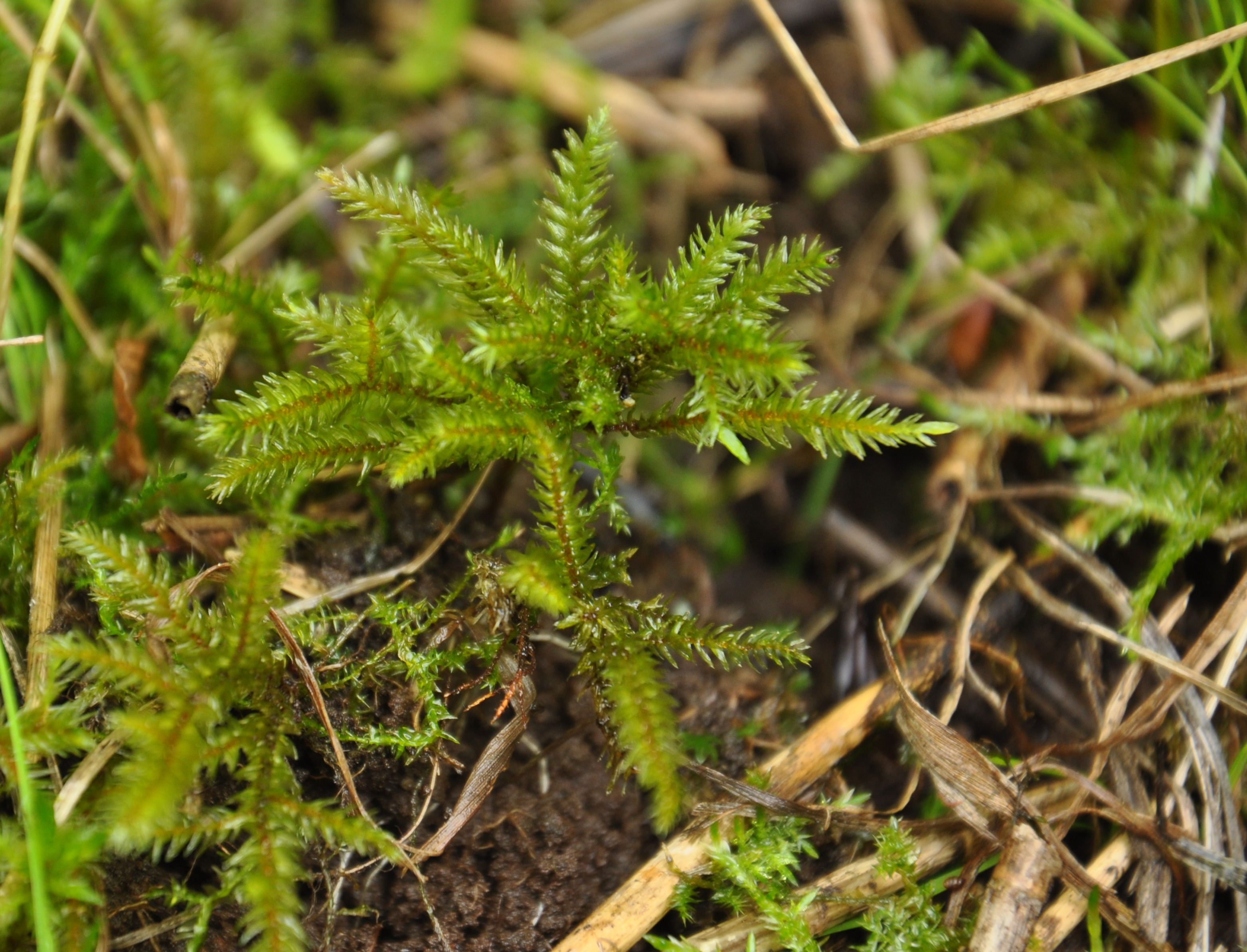 30082013214057 1741 art 1319 climacium dsc 0671