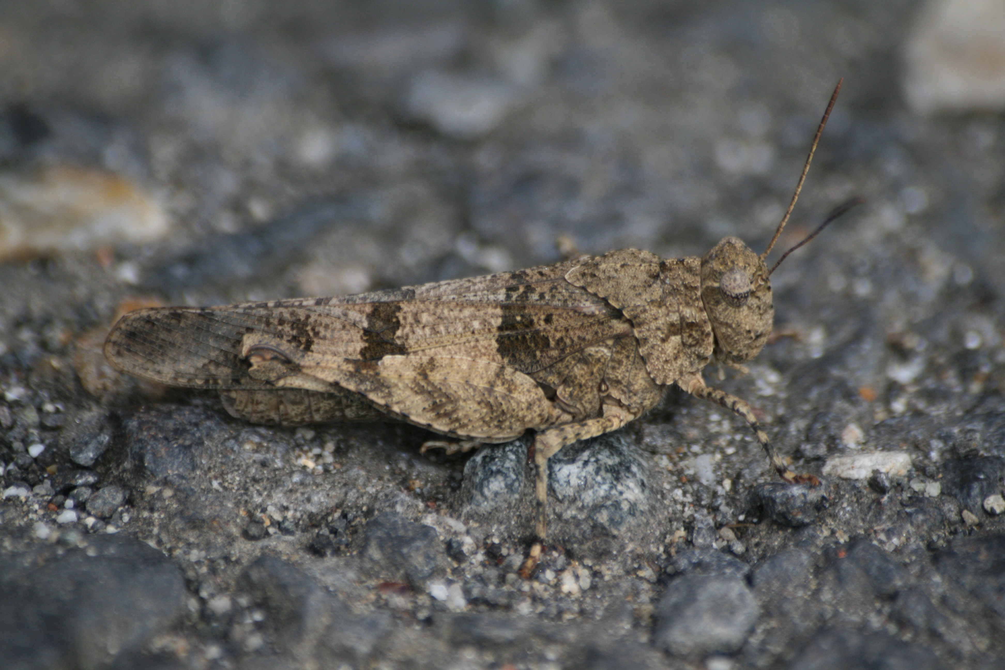30082013220432 1745 art 1309 oedipoda caerulescens burgfried 0 044 3
