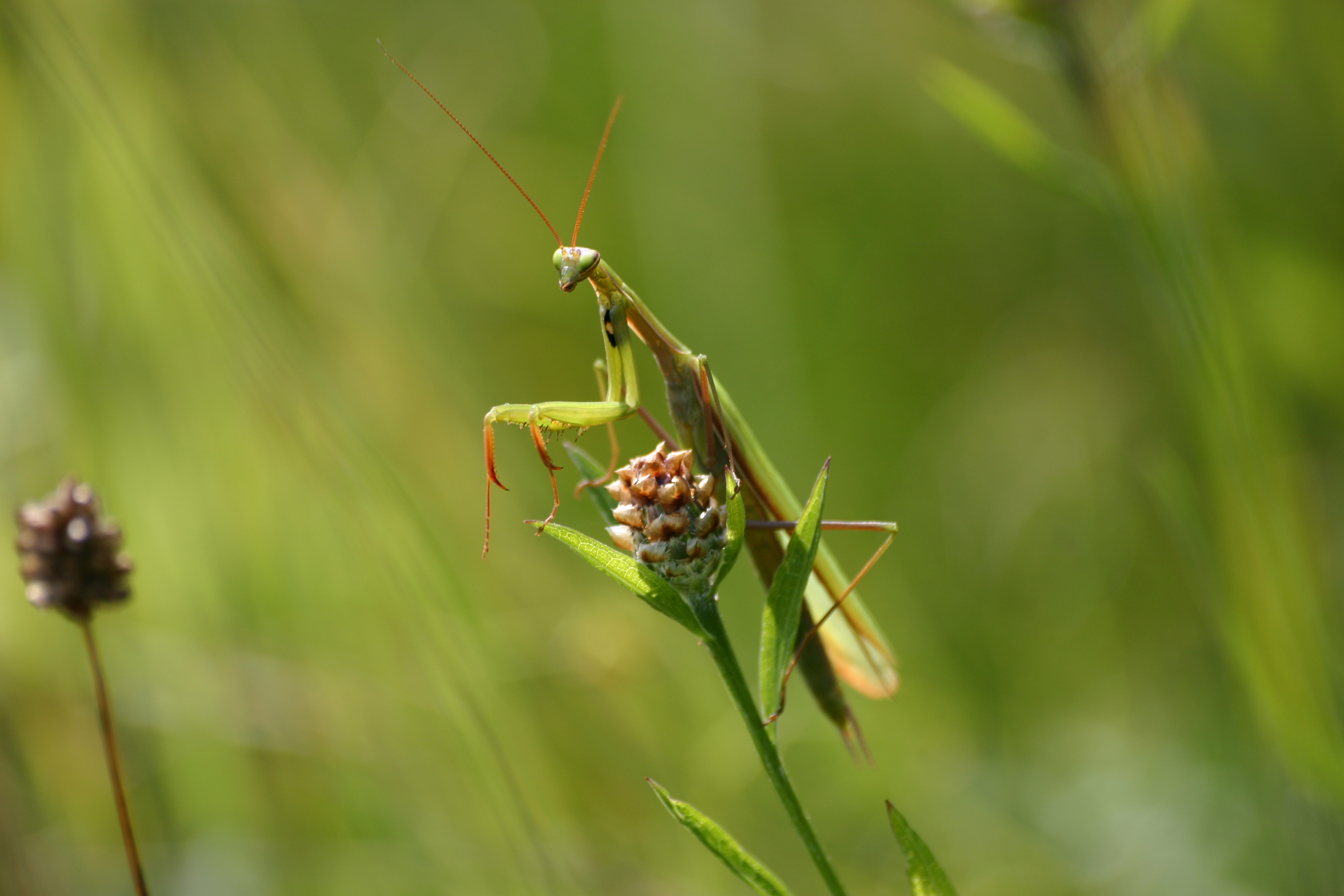30082013220858 1746 art 1296 steinriegel glbgkg img 3519 9