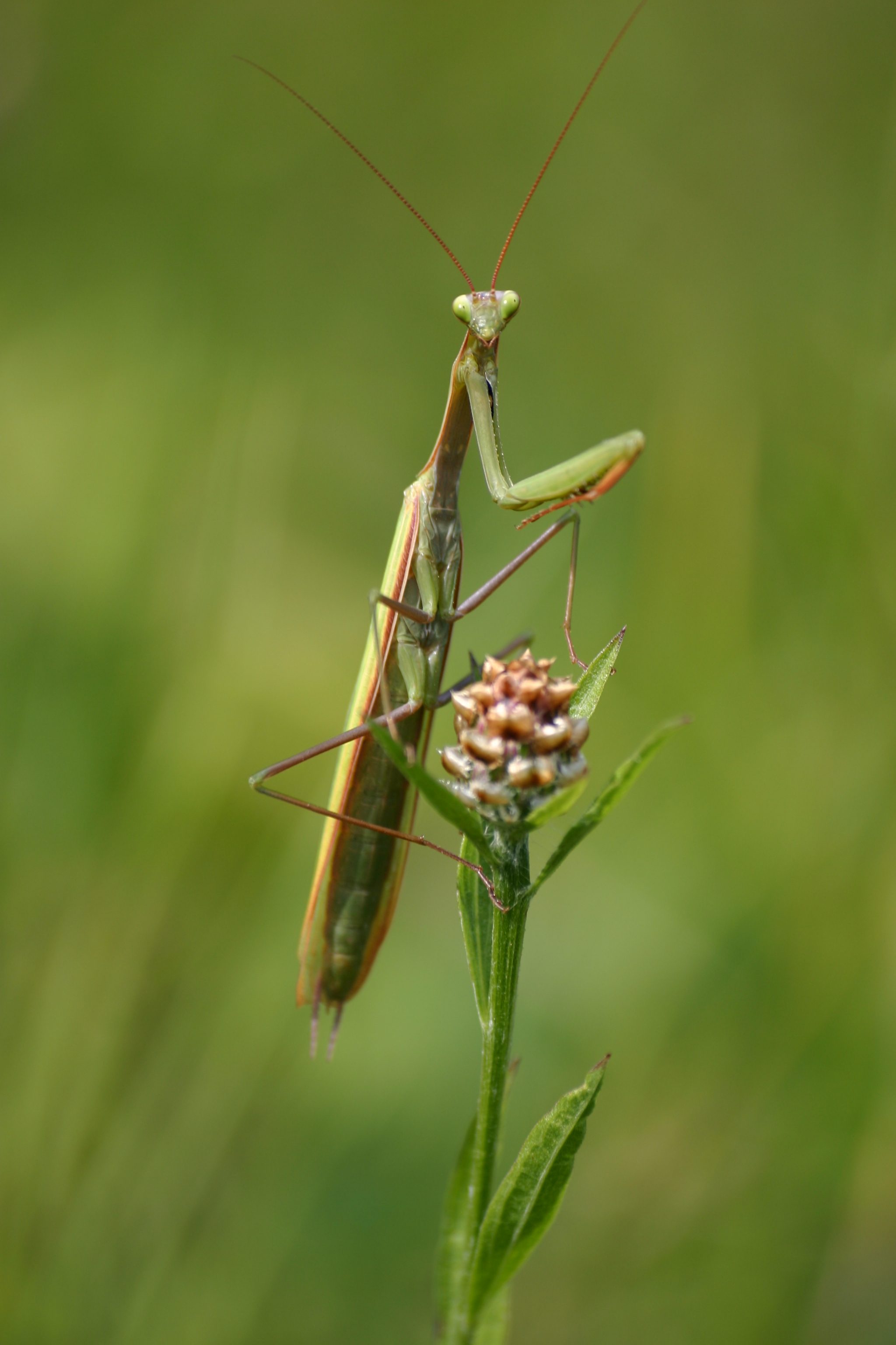 30082013221039 1747 art 1296 steinriegel glbgkg img 3519 13