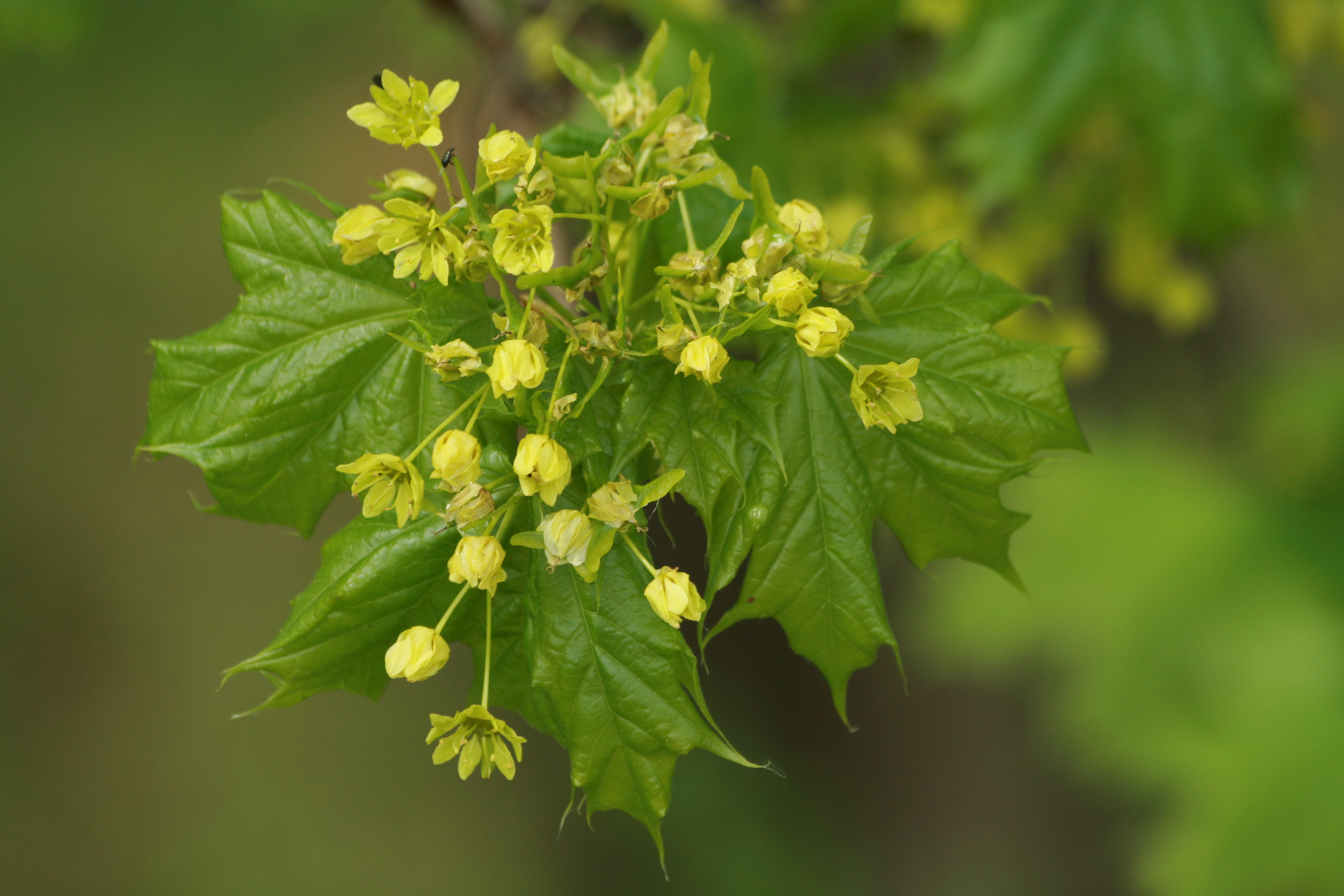 30082013221819 1749 art 1299 acer platanoides neudau 0 046