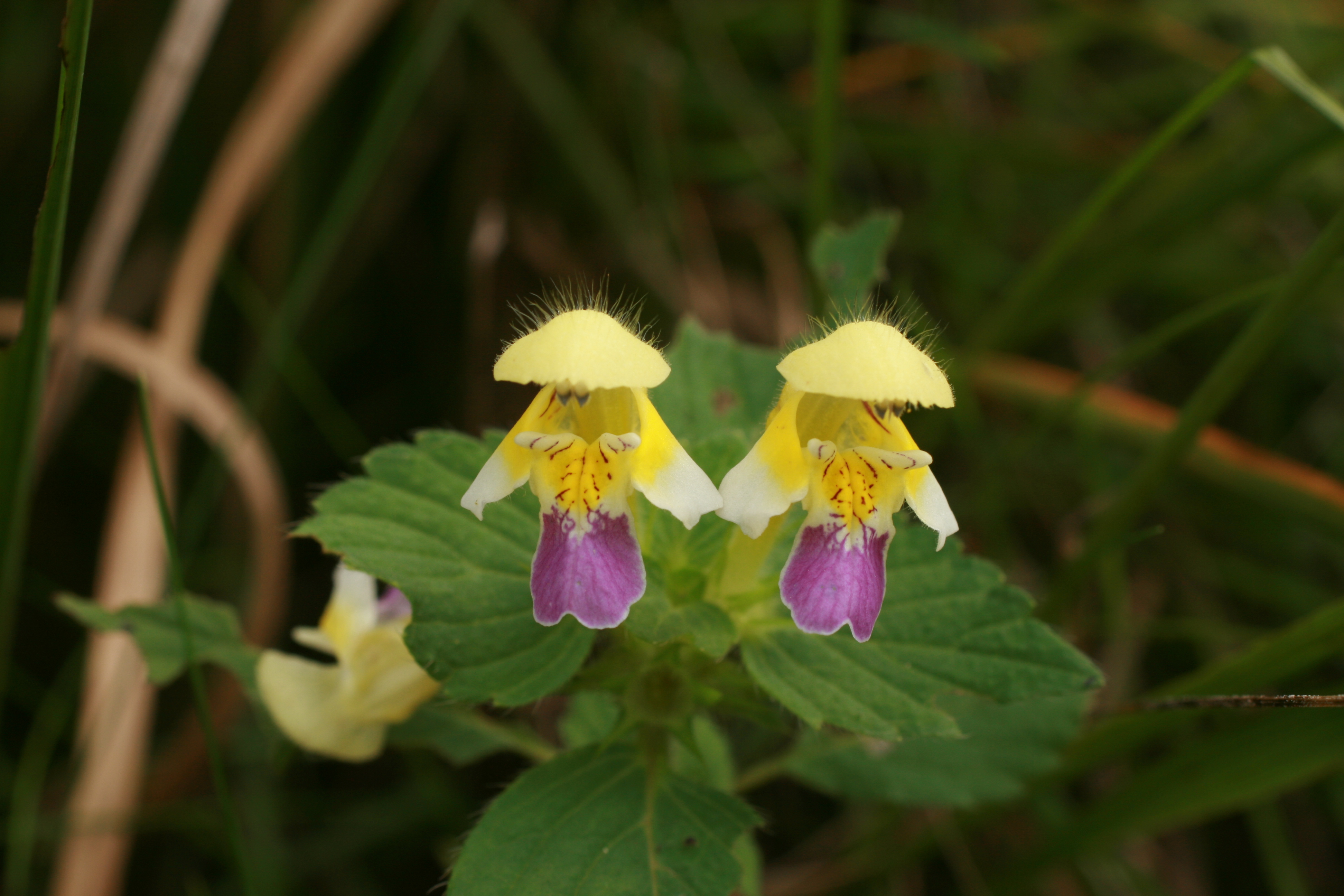 30082013222006 1750 art 1263 galeopsis speciosa sulzegg 0 182 68