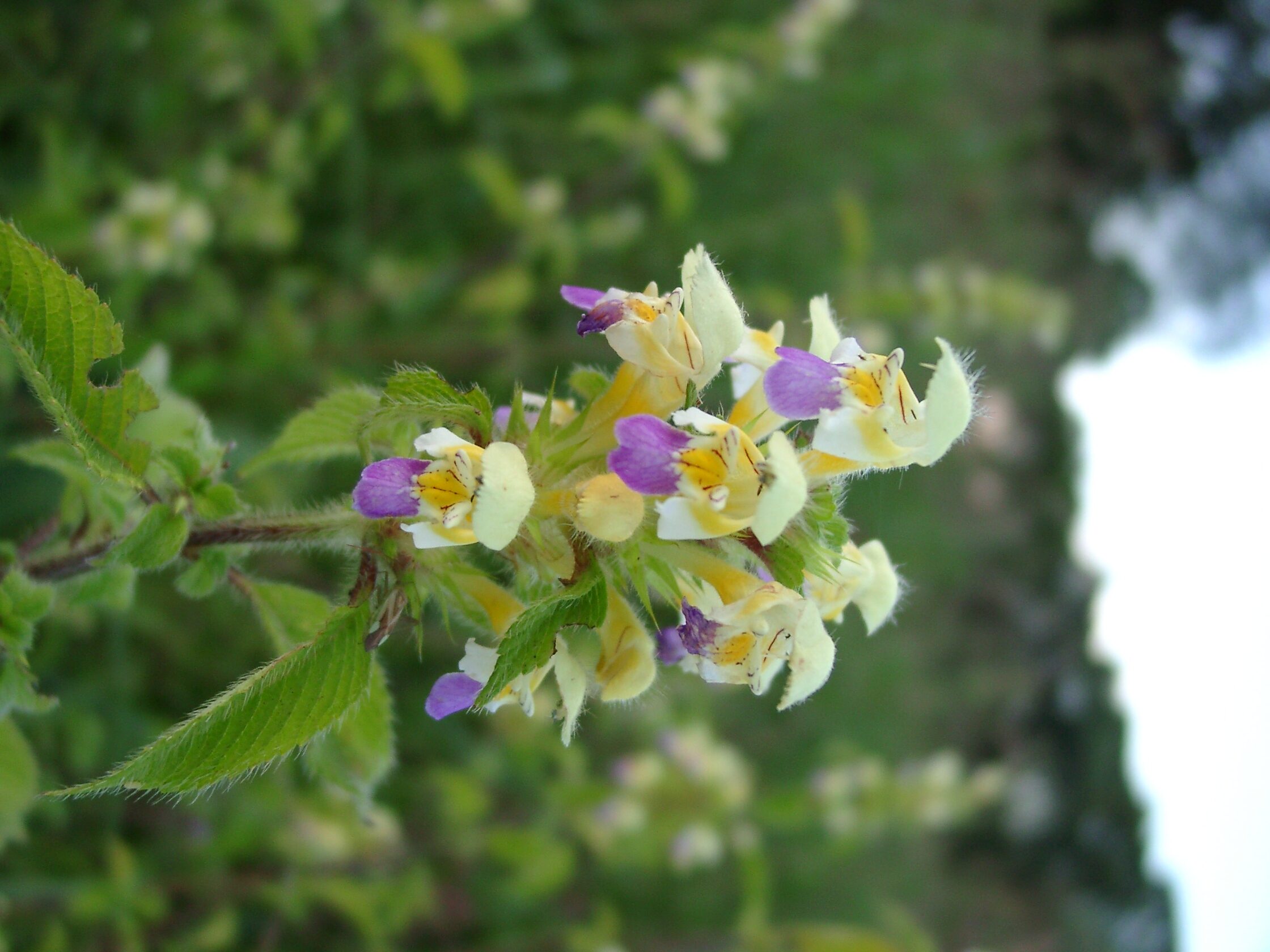 30082013222147 1751 art 1263 galeopsis speciosa 08270030