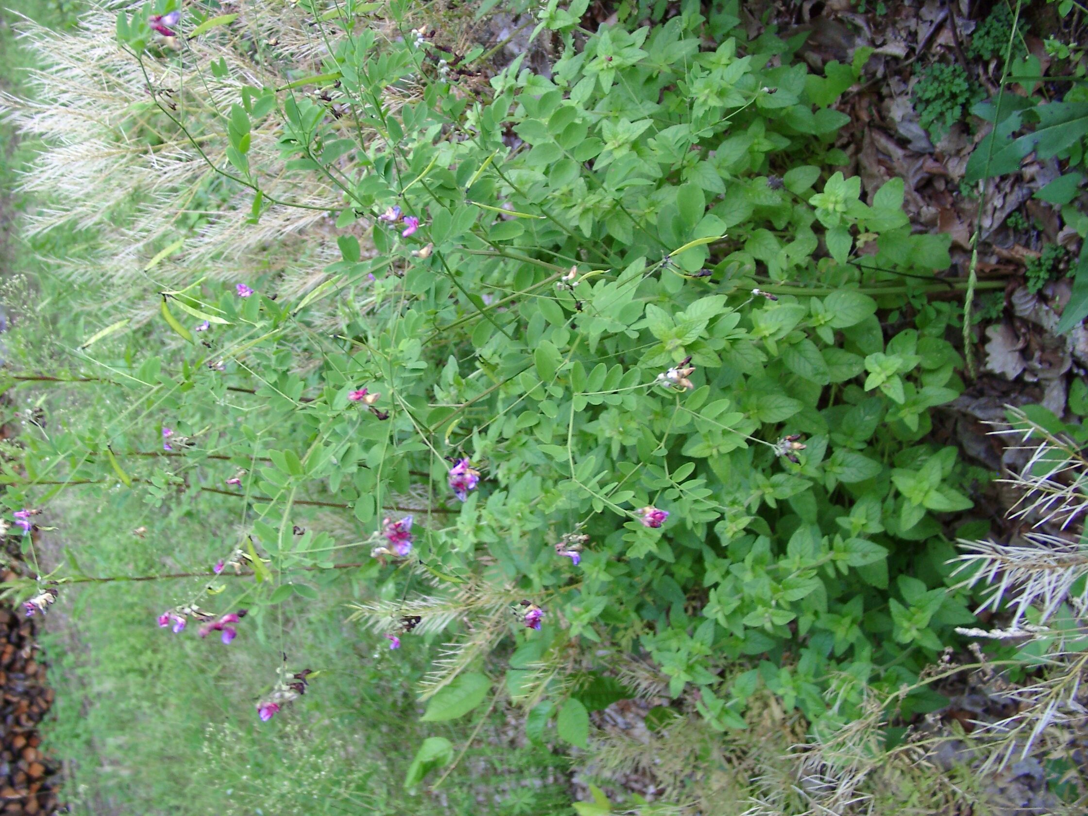 30082013223453 1752 art 1260 lathyrus niger 06270079