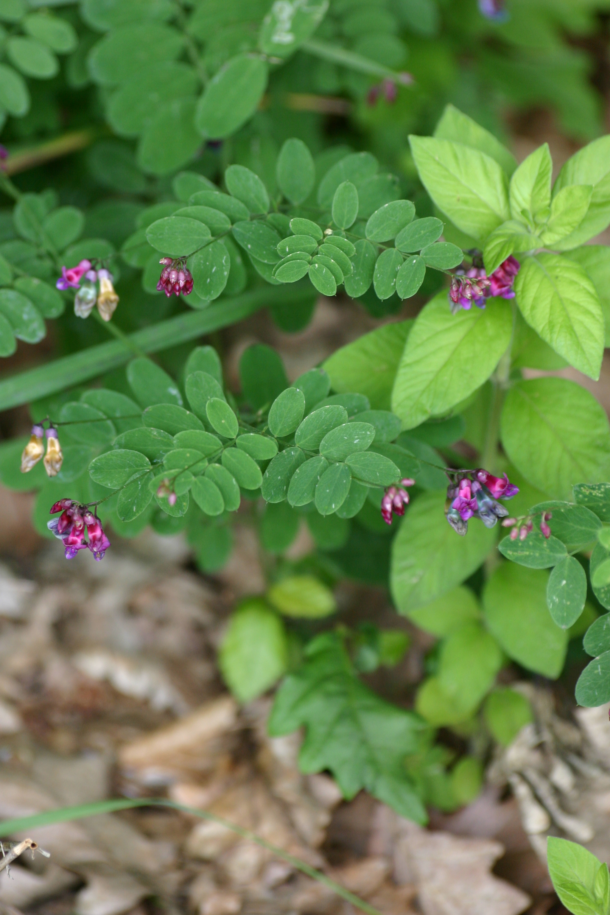 30082013223757 1753 art 1260 lathyrus niger glbgkg img 1515