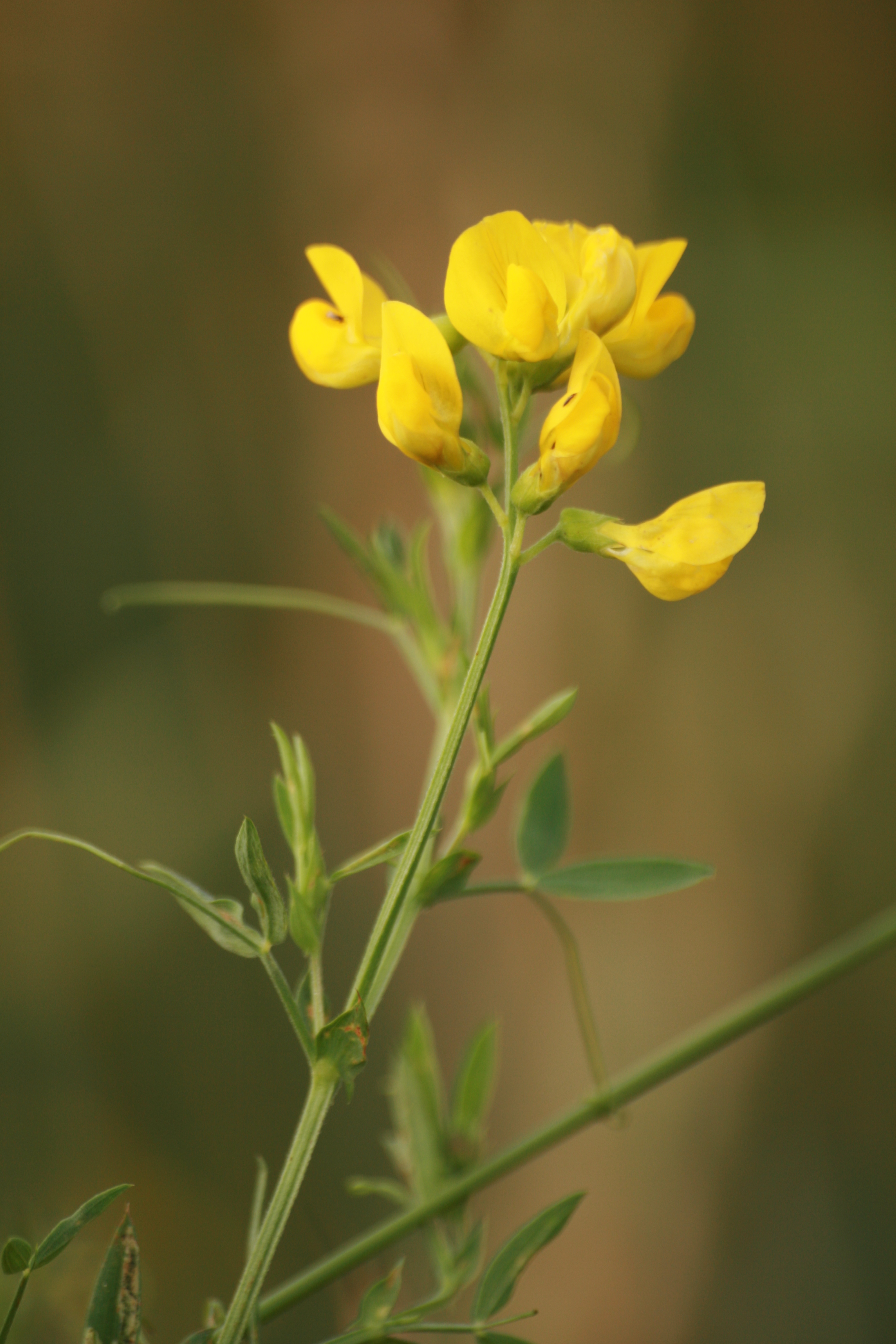 30082013224058 1754 art 1261 lathyrus pratensis lafnitzwiesen st johann i h 03 36