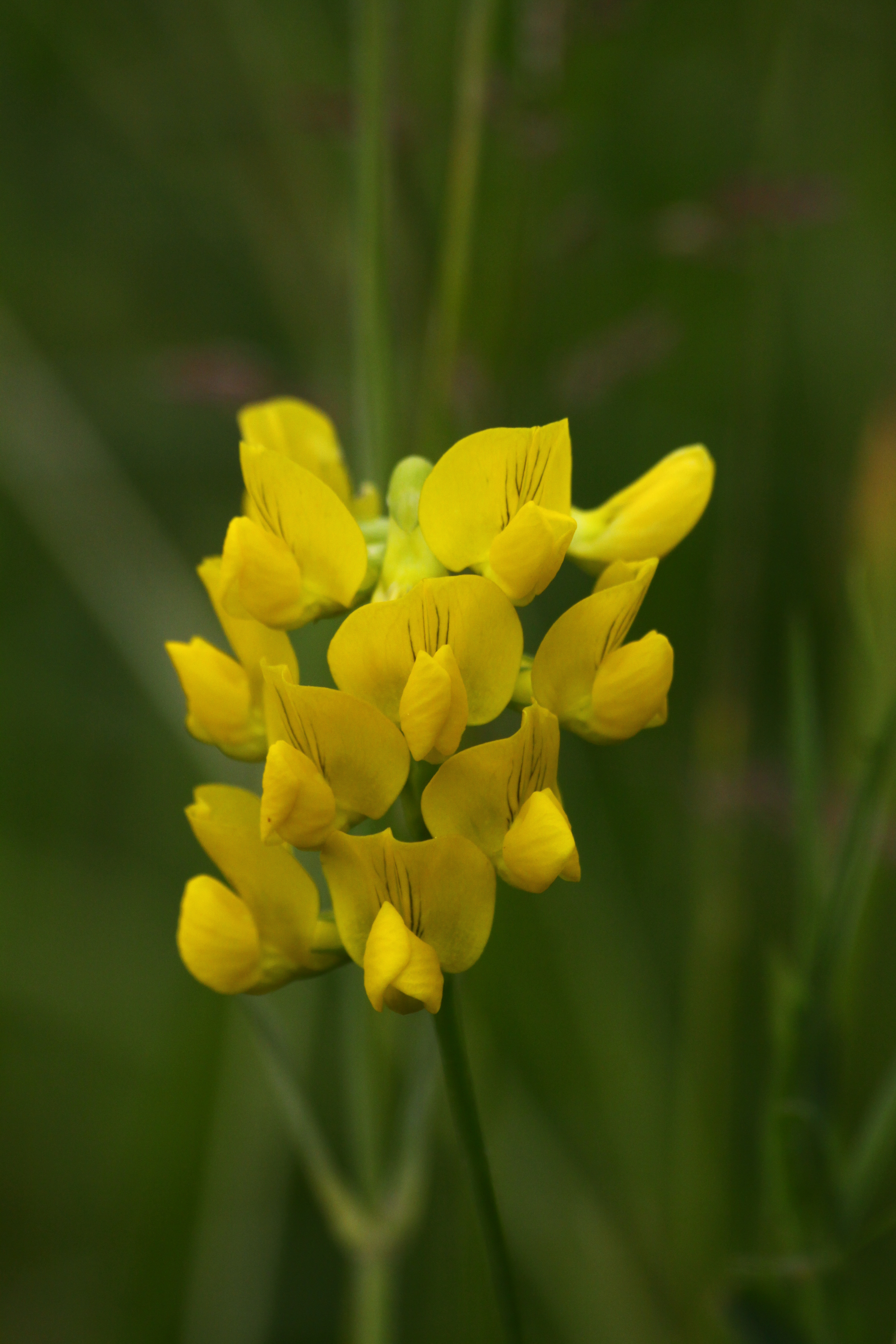 30082013224339 1755 art 1261 lathyrus pratensis unterrohr rauchmuhle 176 3