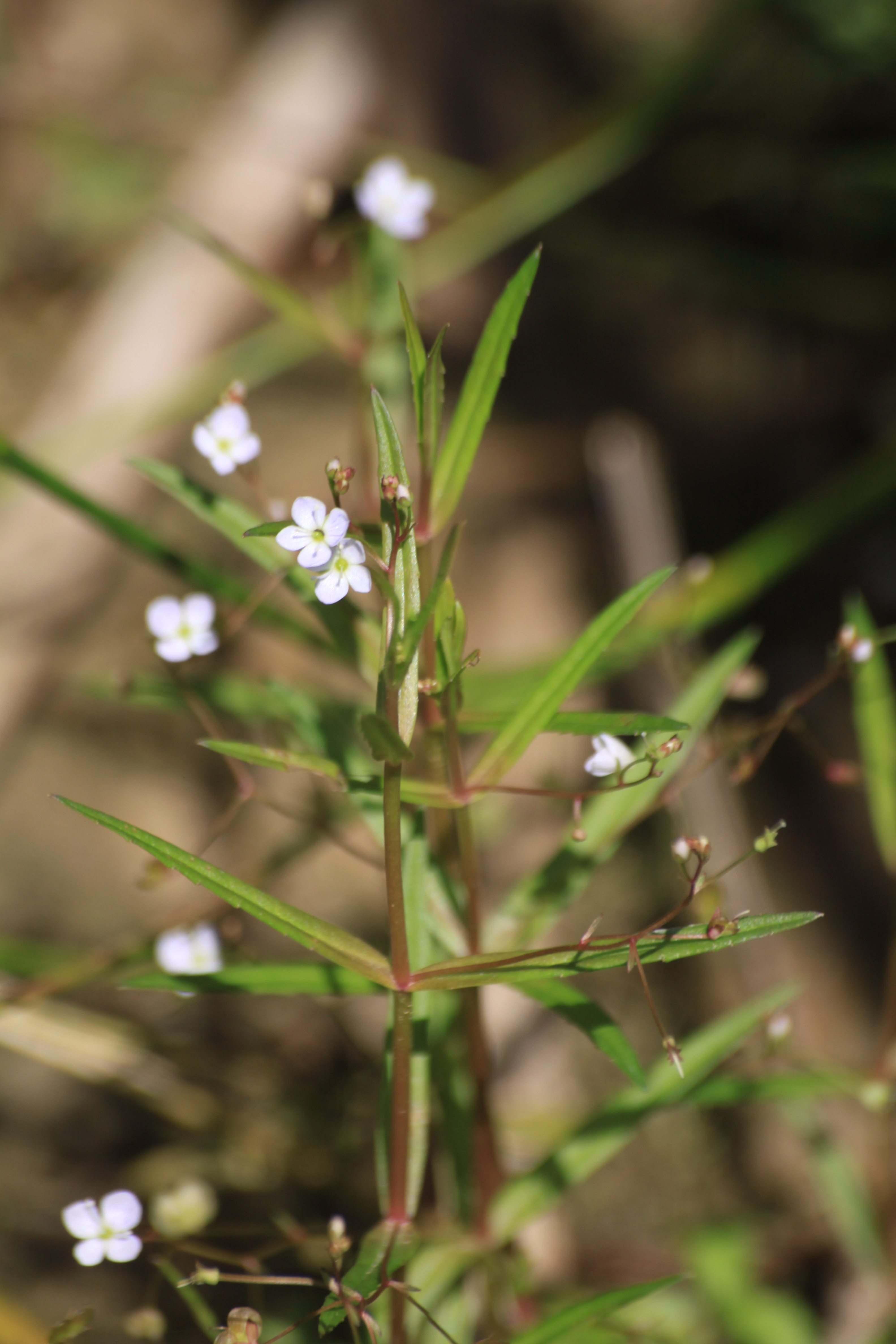 30082013224937 1757 art 1249 veronica scutellata bierbaum a d safen 29 124