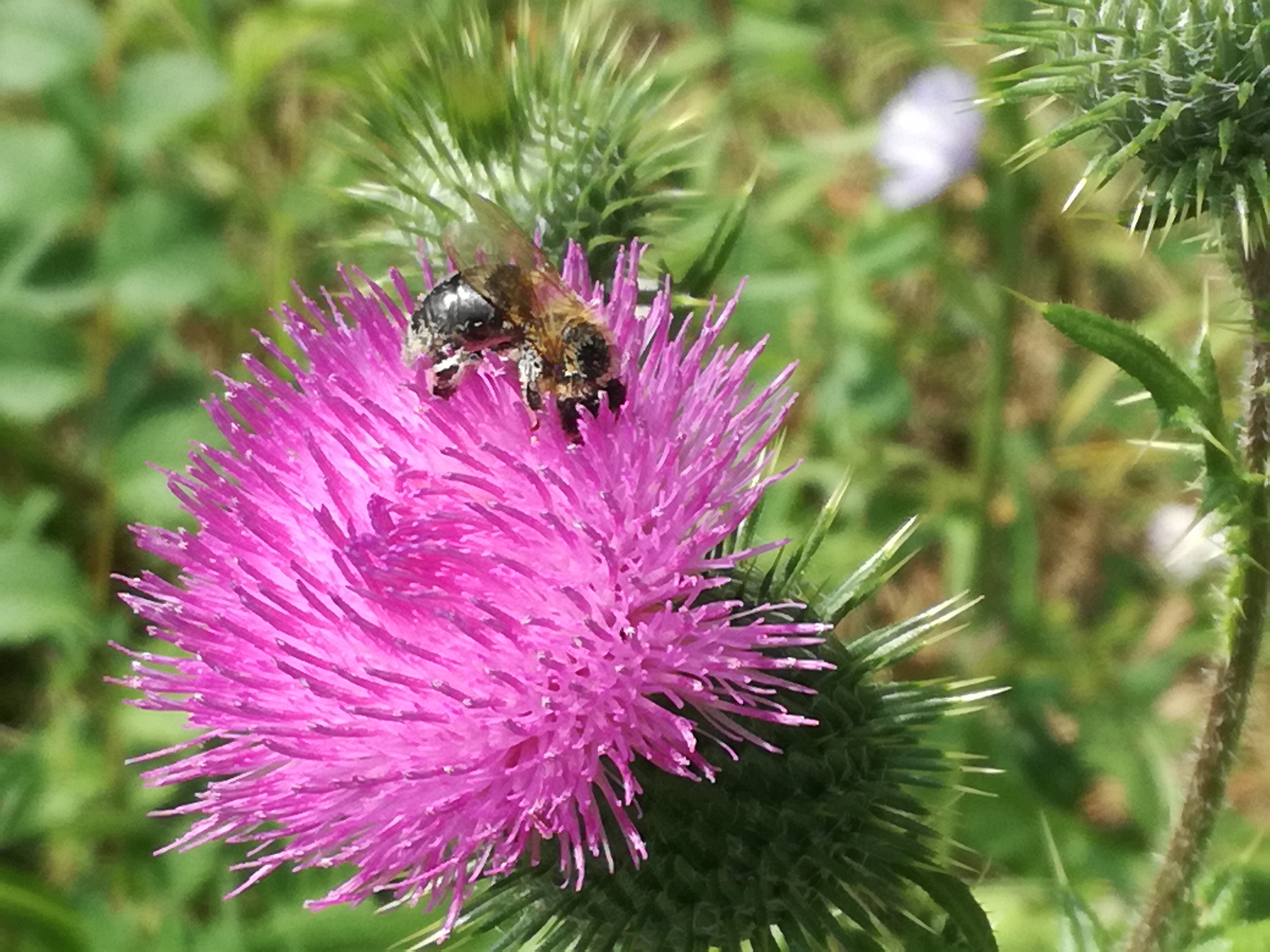 30082017181849 3035 art 1831 img 20170828 122334