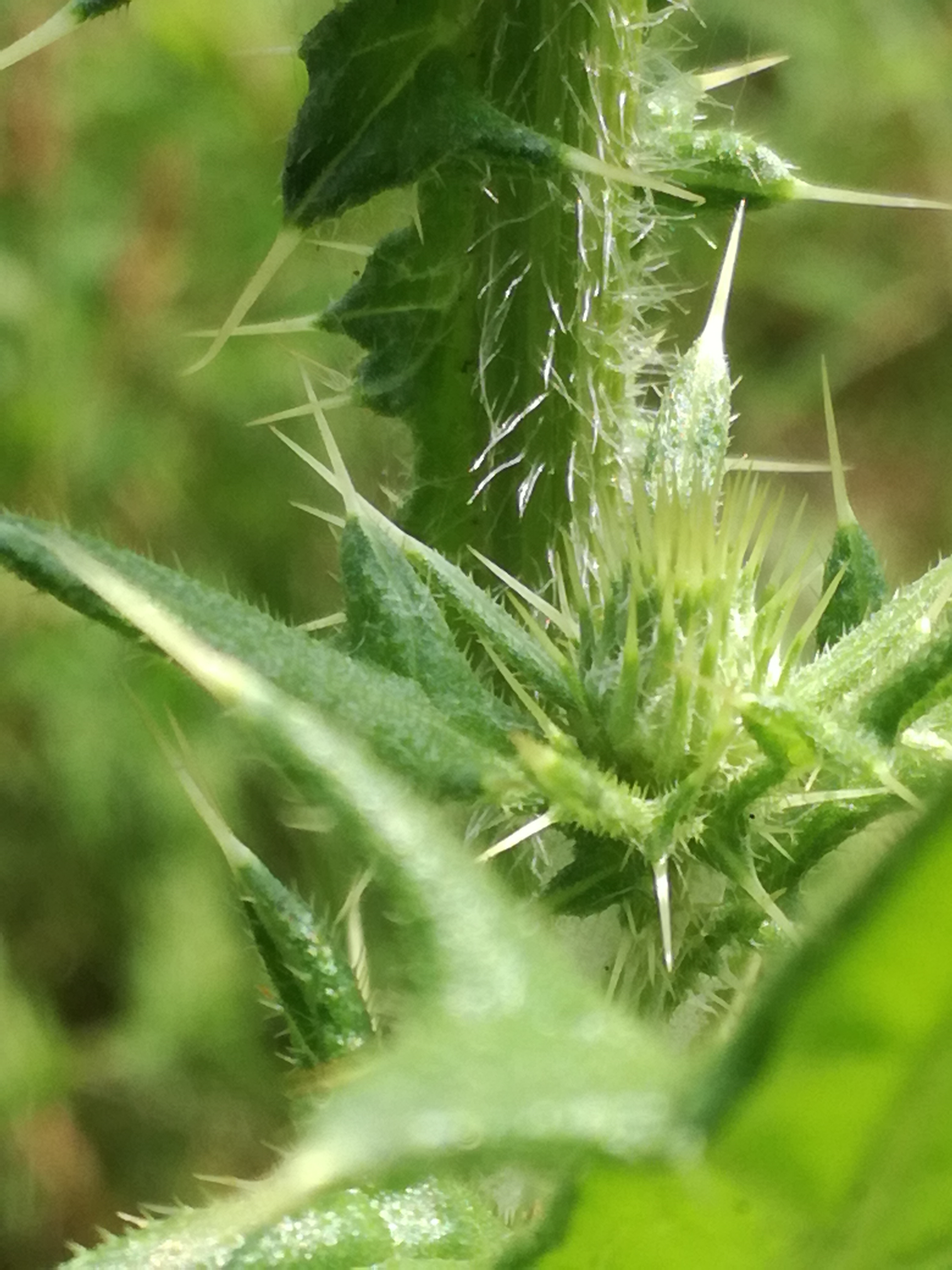 30082017182119 3037 art 1831 img 20170828 122411