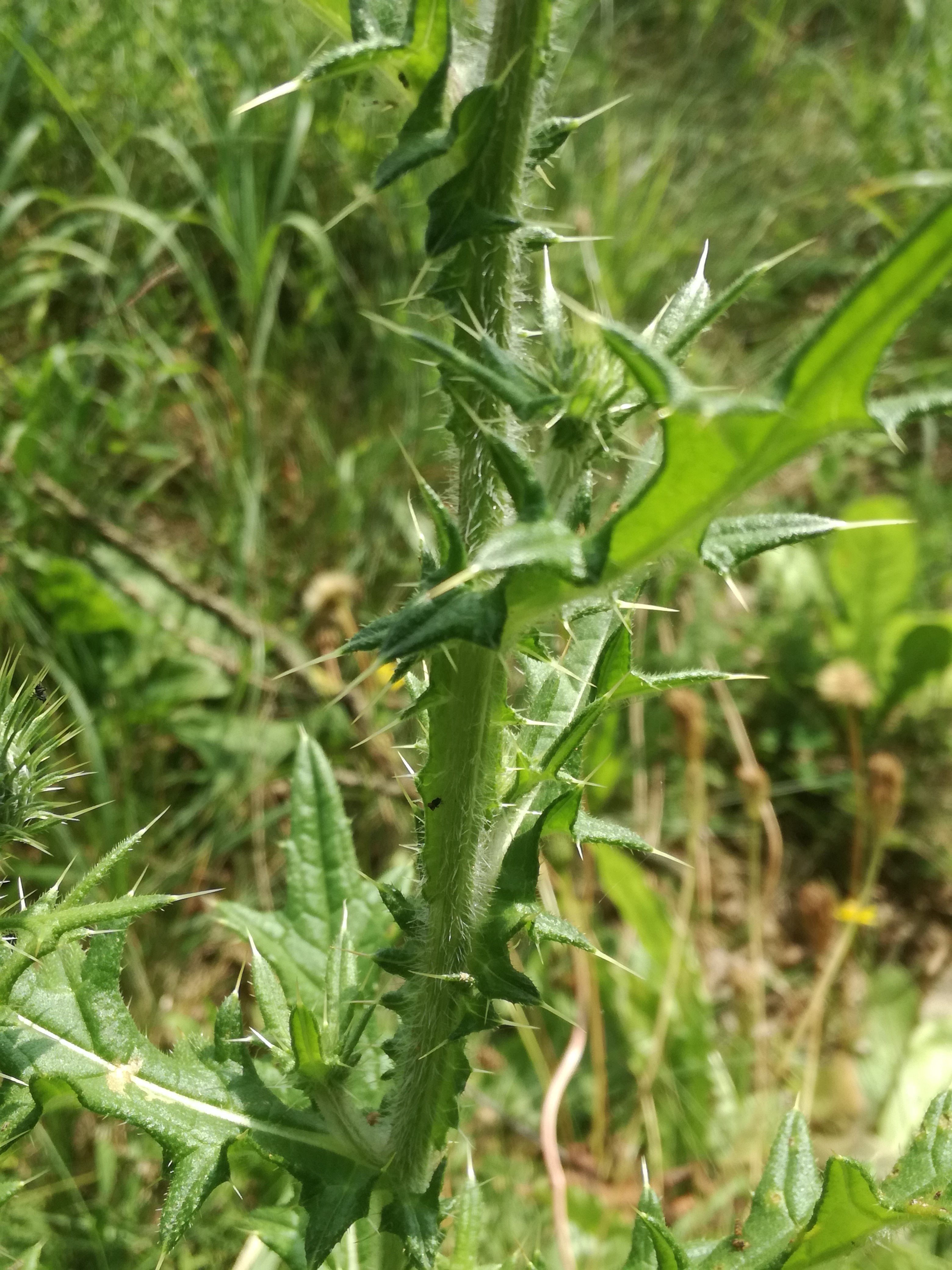 30082017182242 3038 art 1831 img 20170828 122426