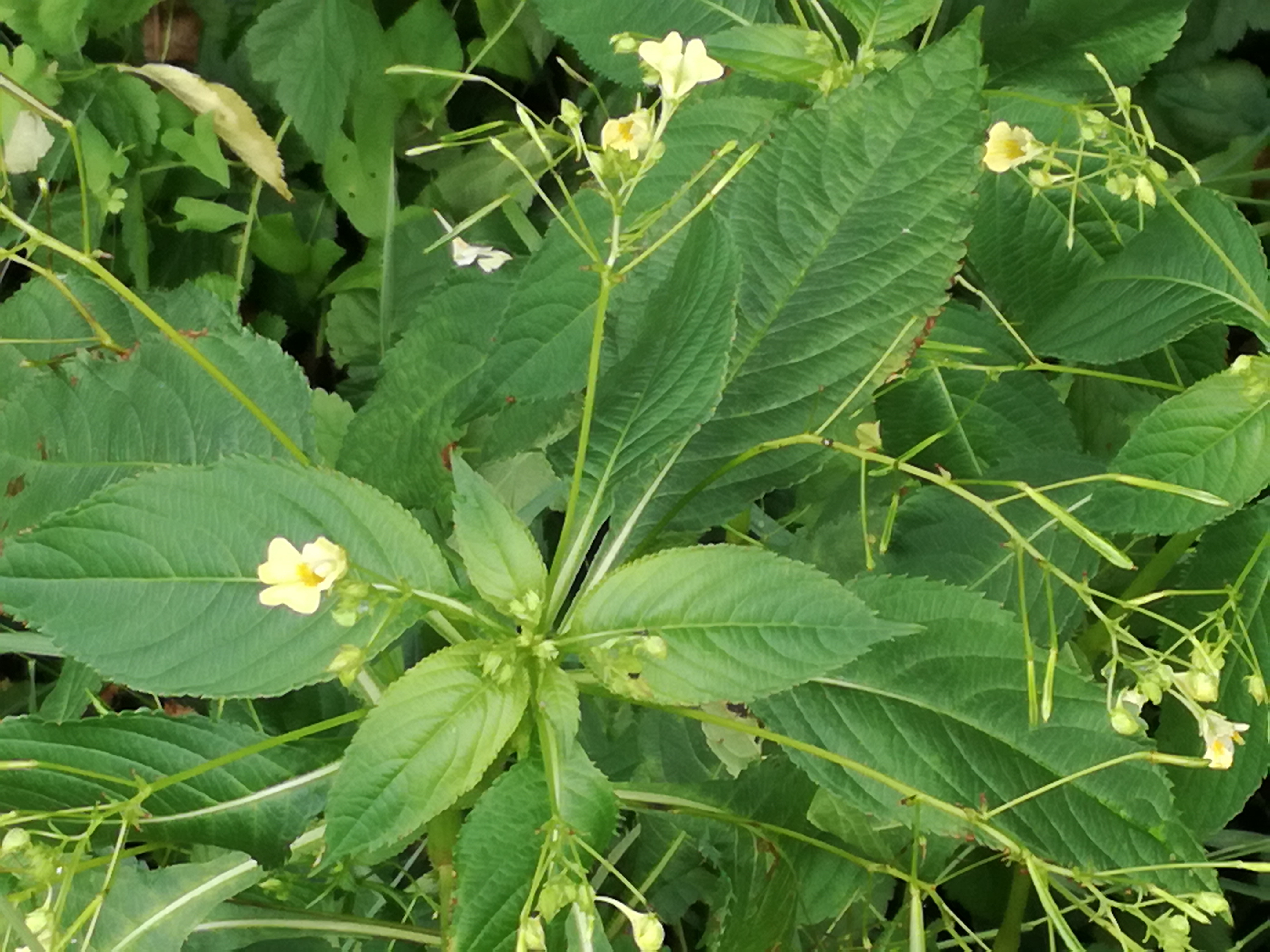 30082017192128 3043 art 572 img 20170828 123551