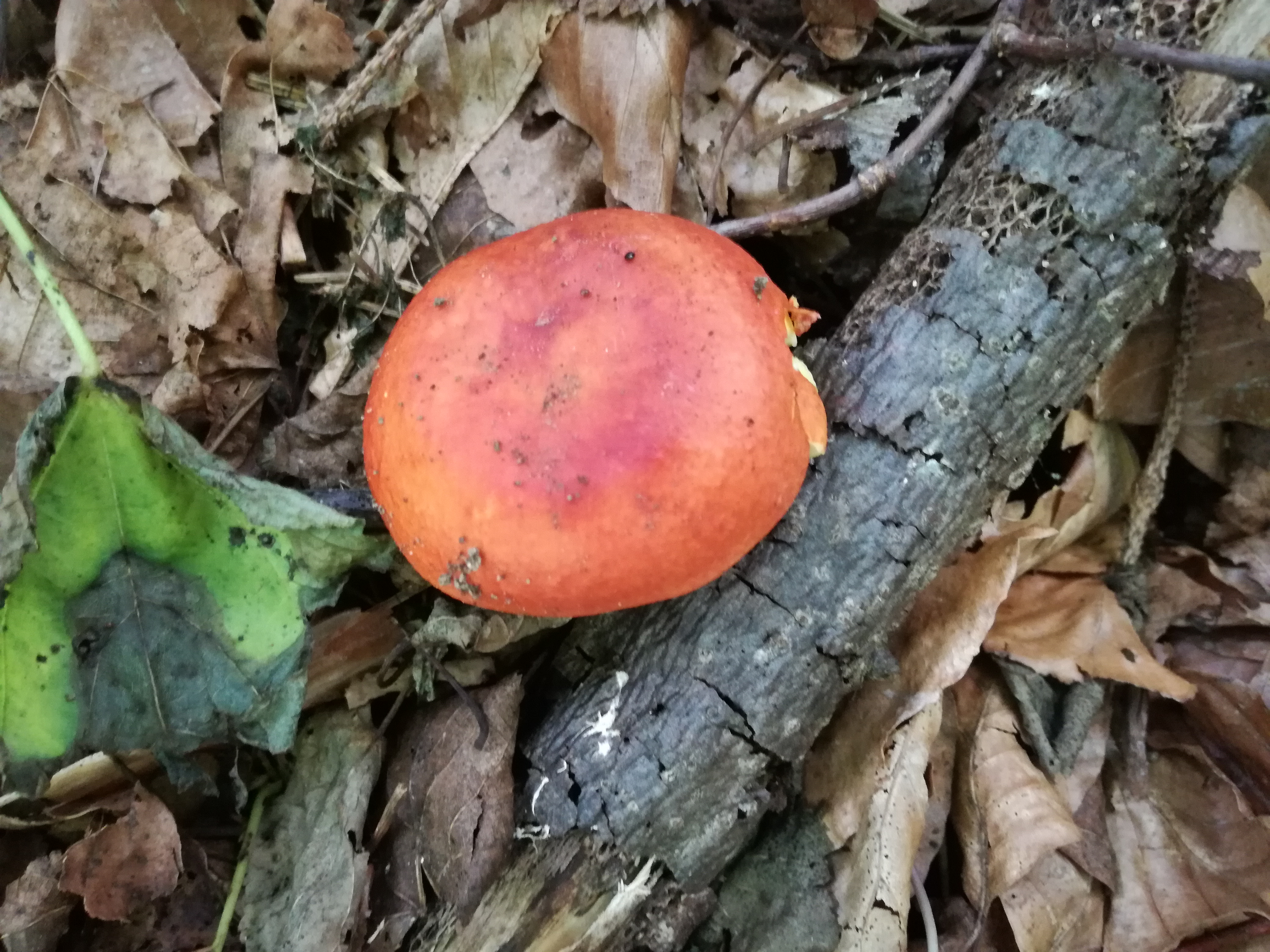 30082017193708 3044 art 1833 img 20170715 143256