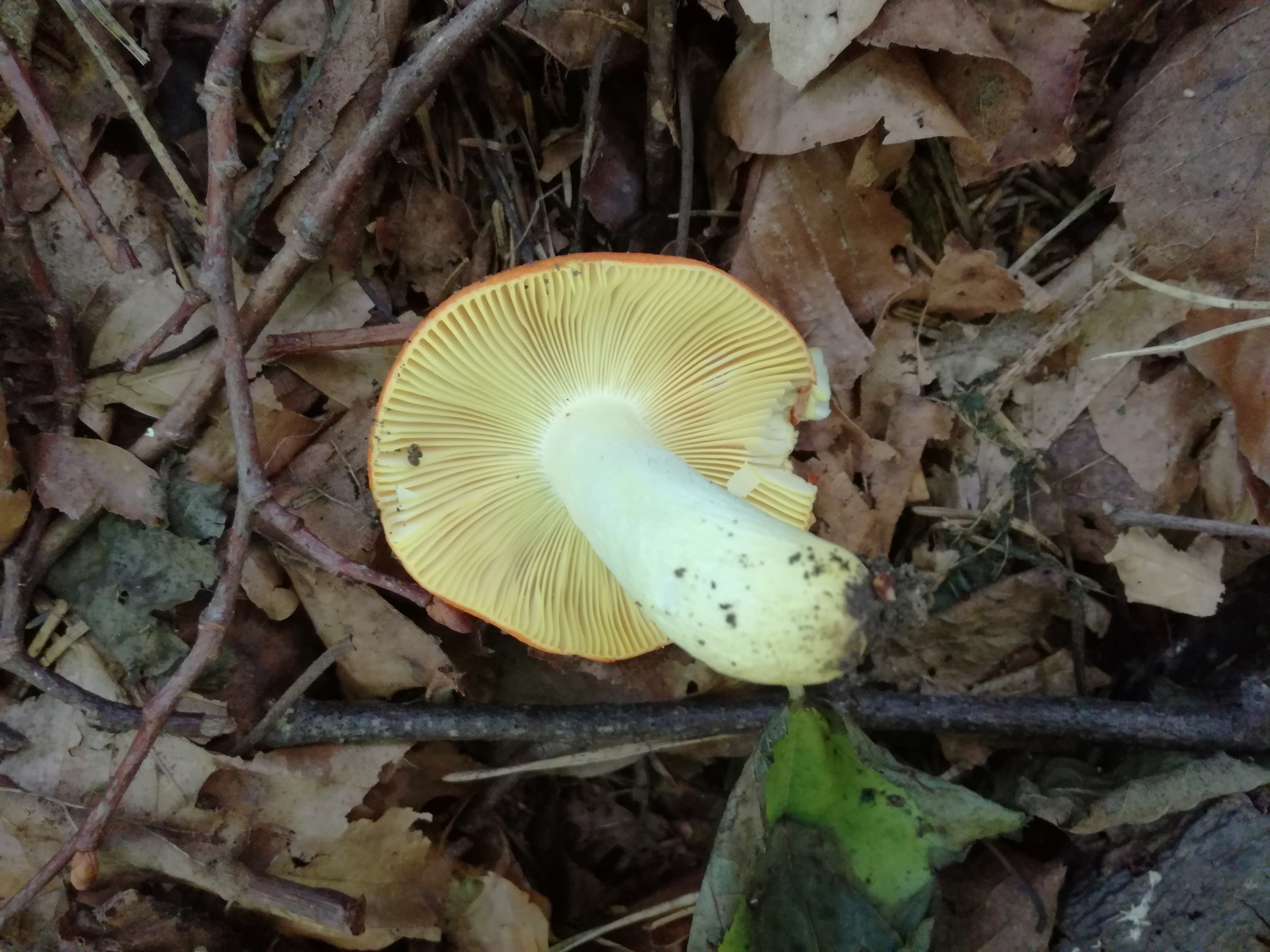 30082017193843 3045 art 1833 img 20170715 143306