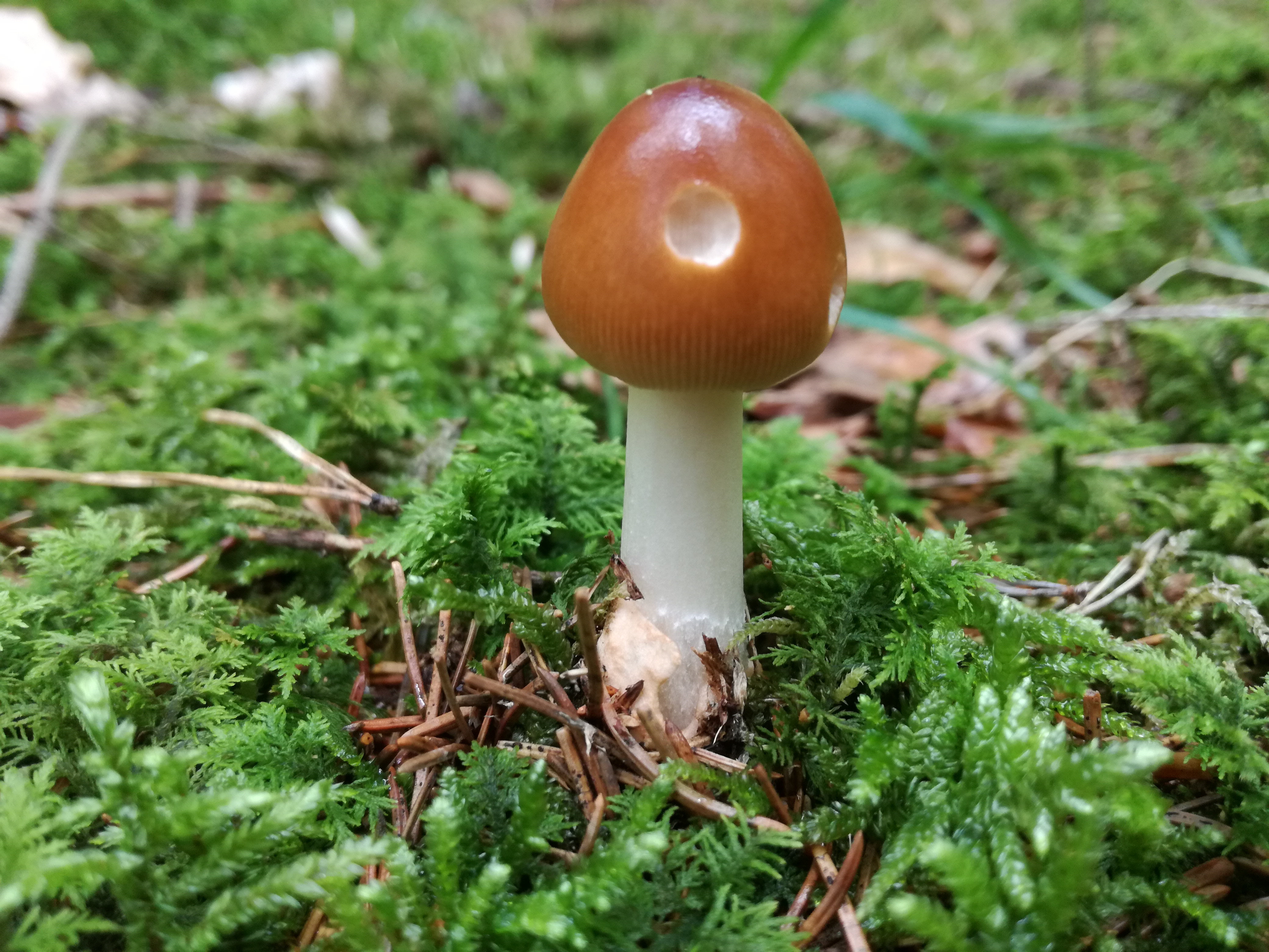 30082017200201 3046 art 1834 img 20170715 143734