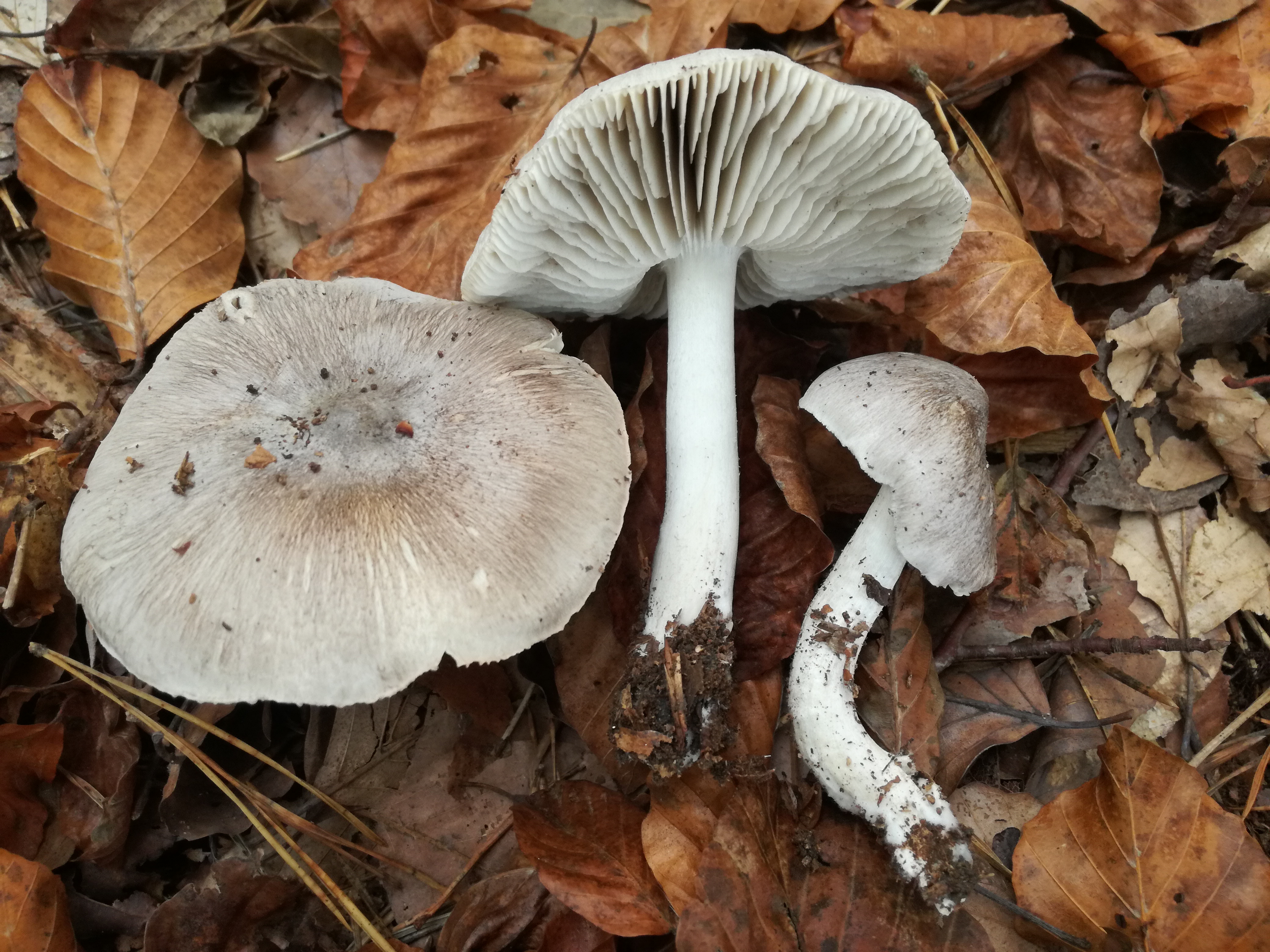 30102017215146 3185 art 1908 img 20171019 102752