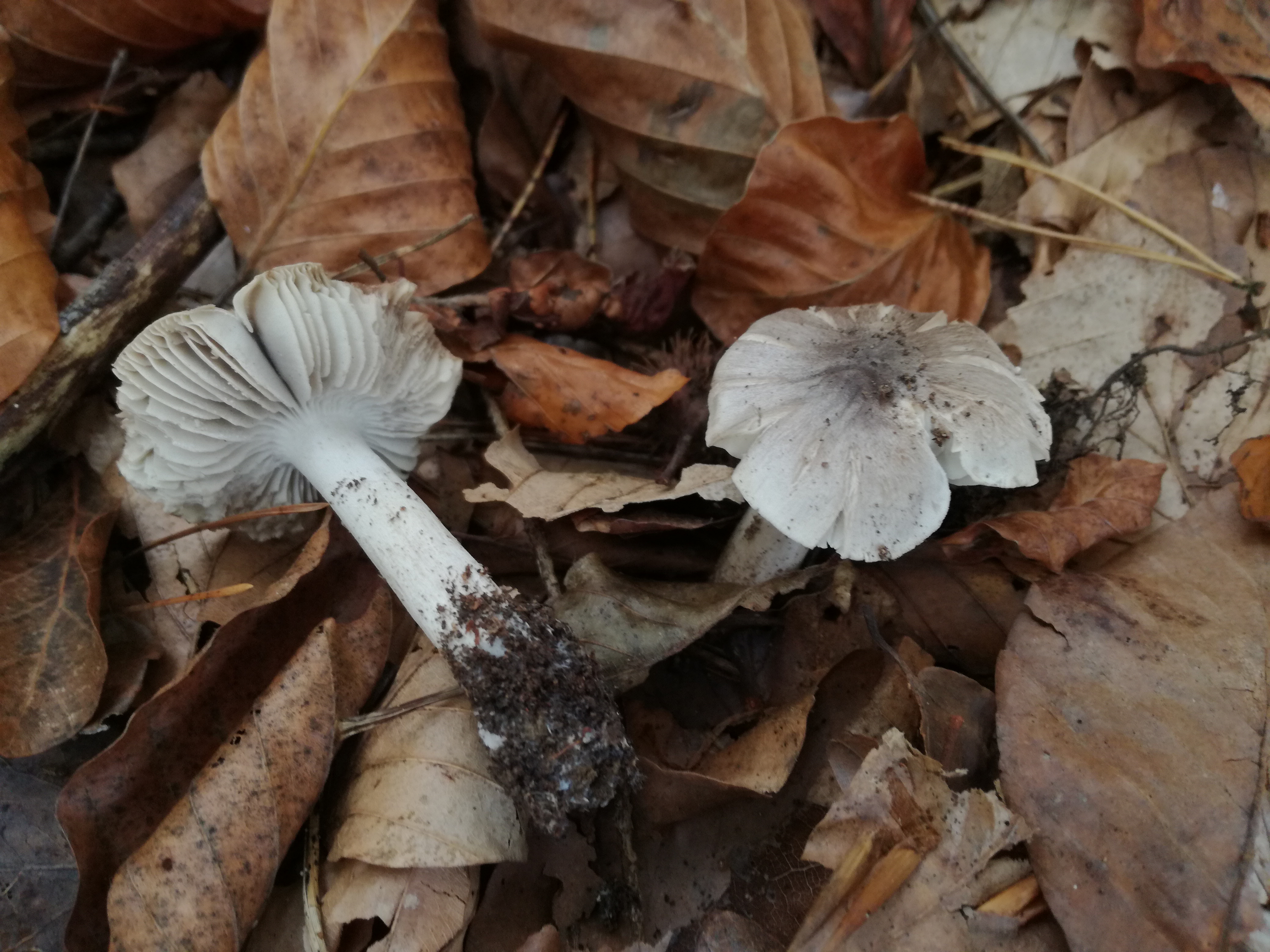 30102017215330 3186 art 1908 img 20171019 102700