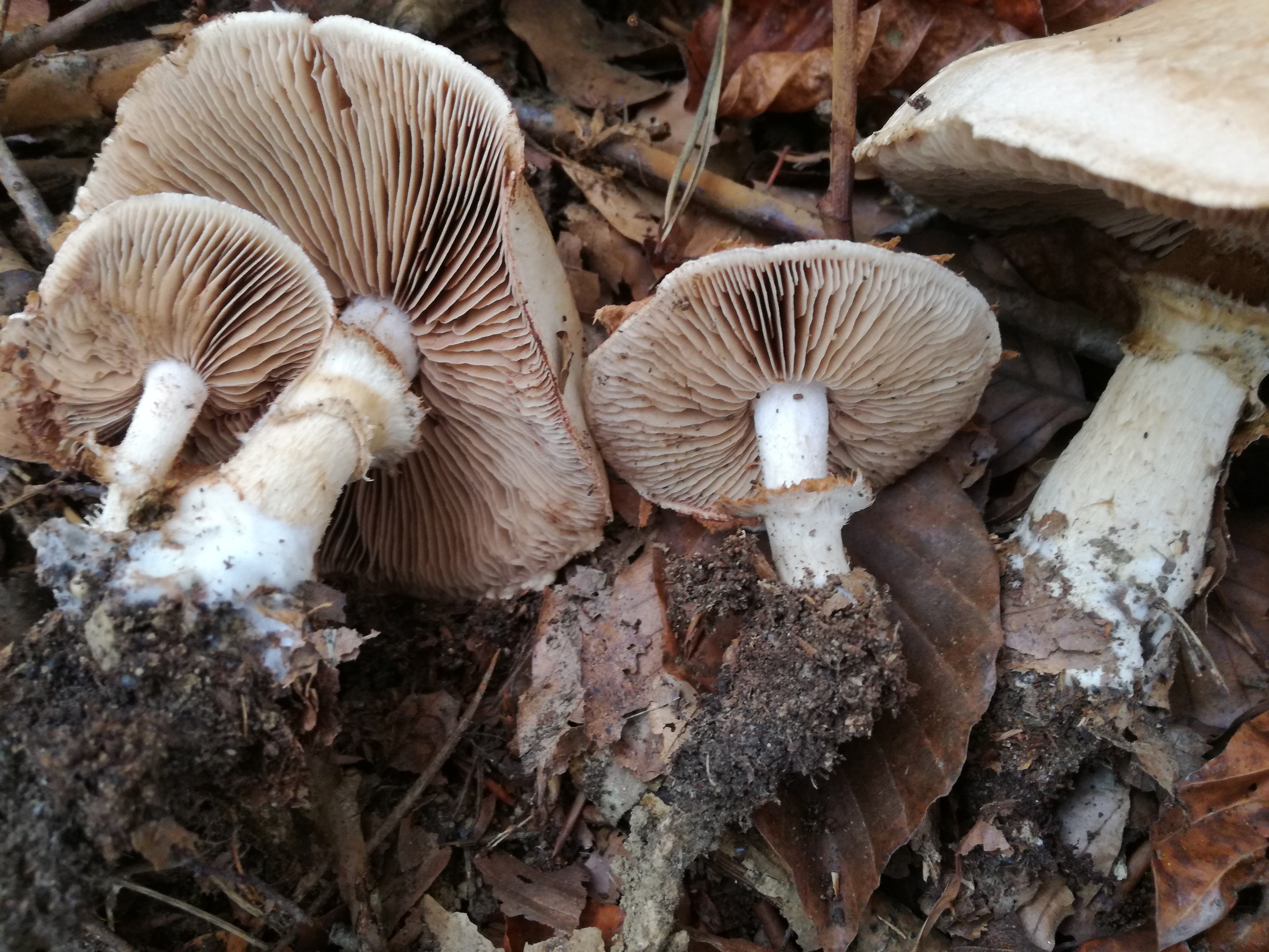 30102017215600 3187 art 388 img 20171019 103105