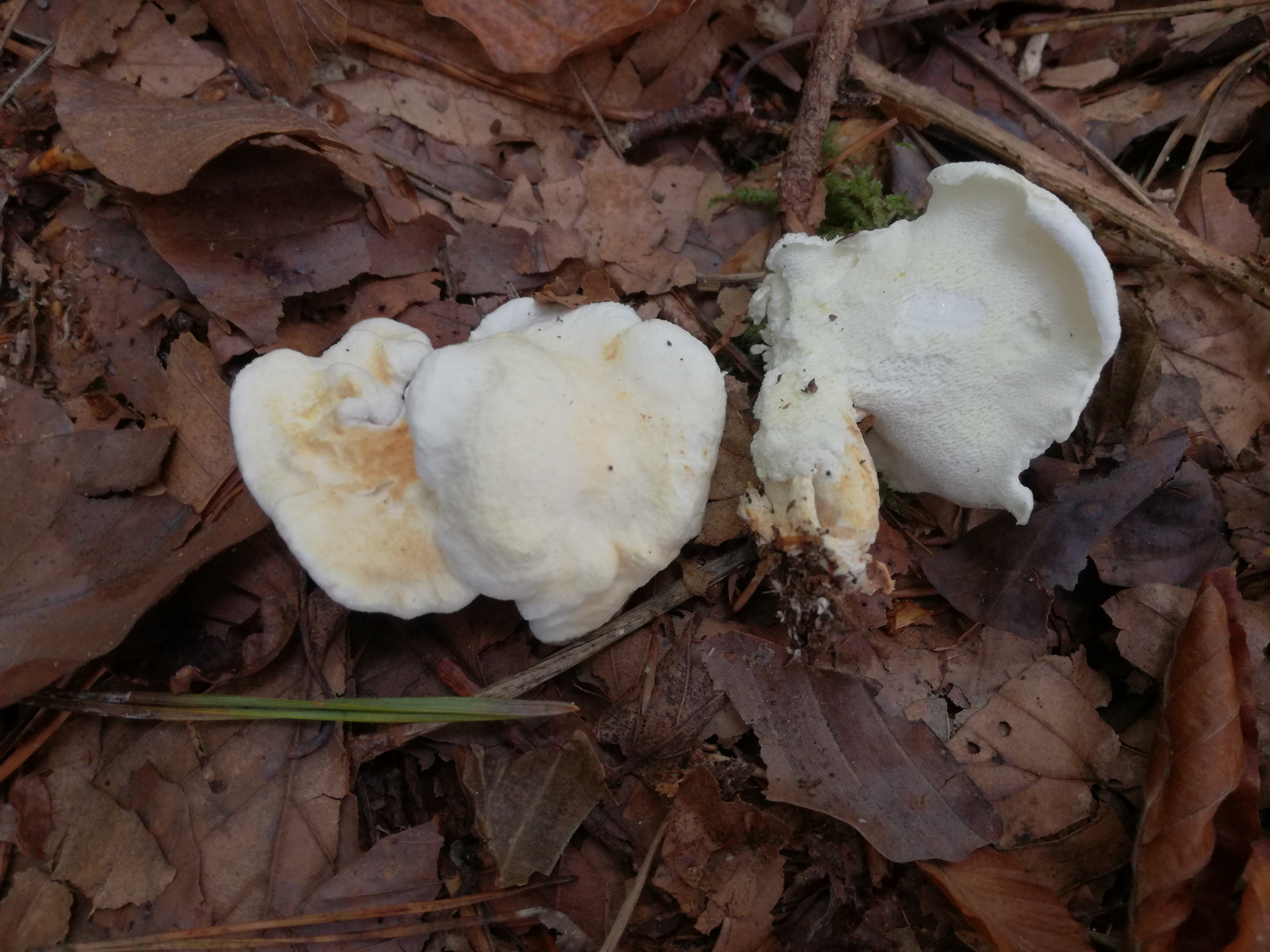 30102017220908 3188 art 1909 img 20171019 103527