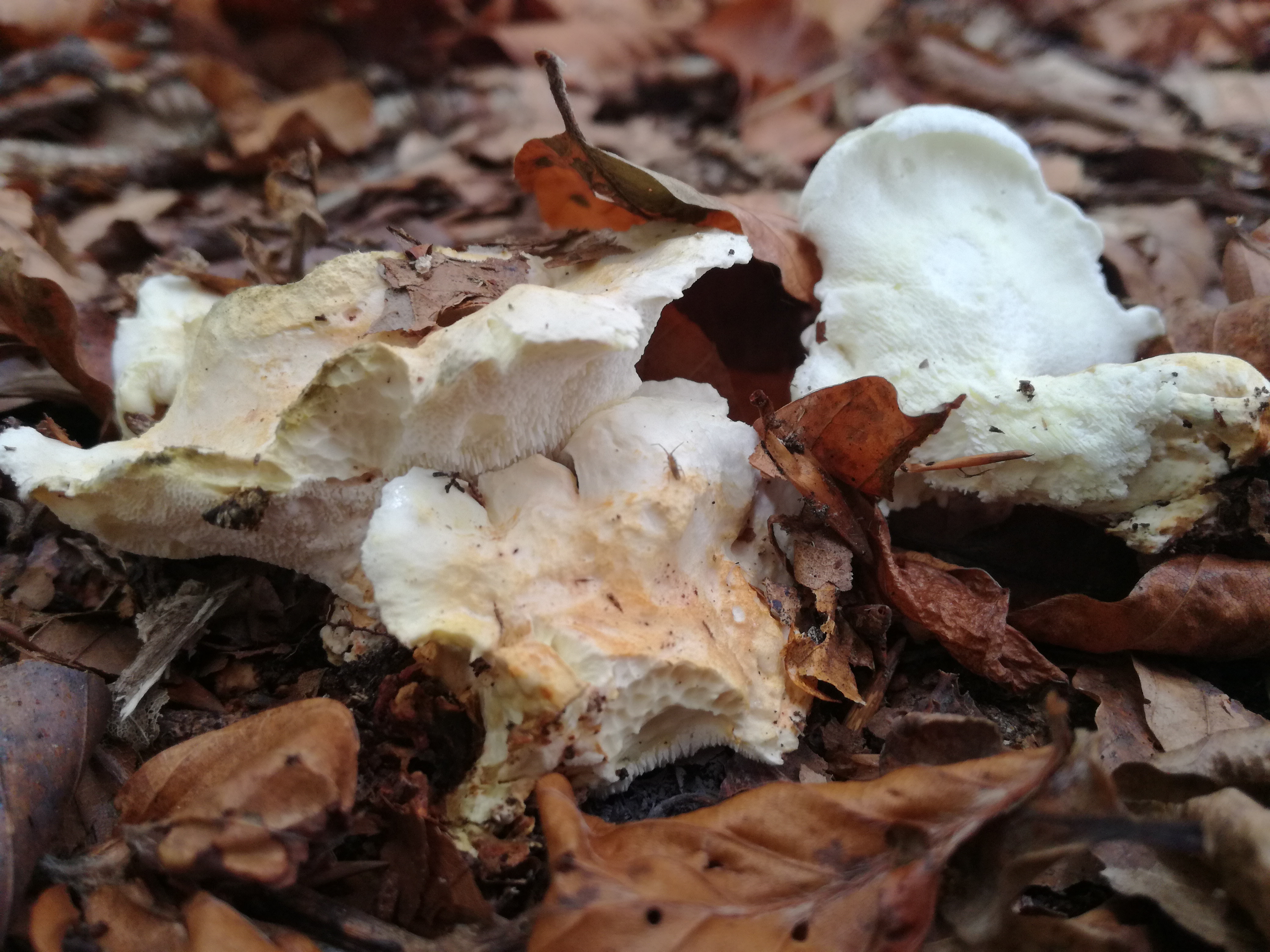 30102017221122 3189 art 1909 img 20171019 103605