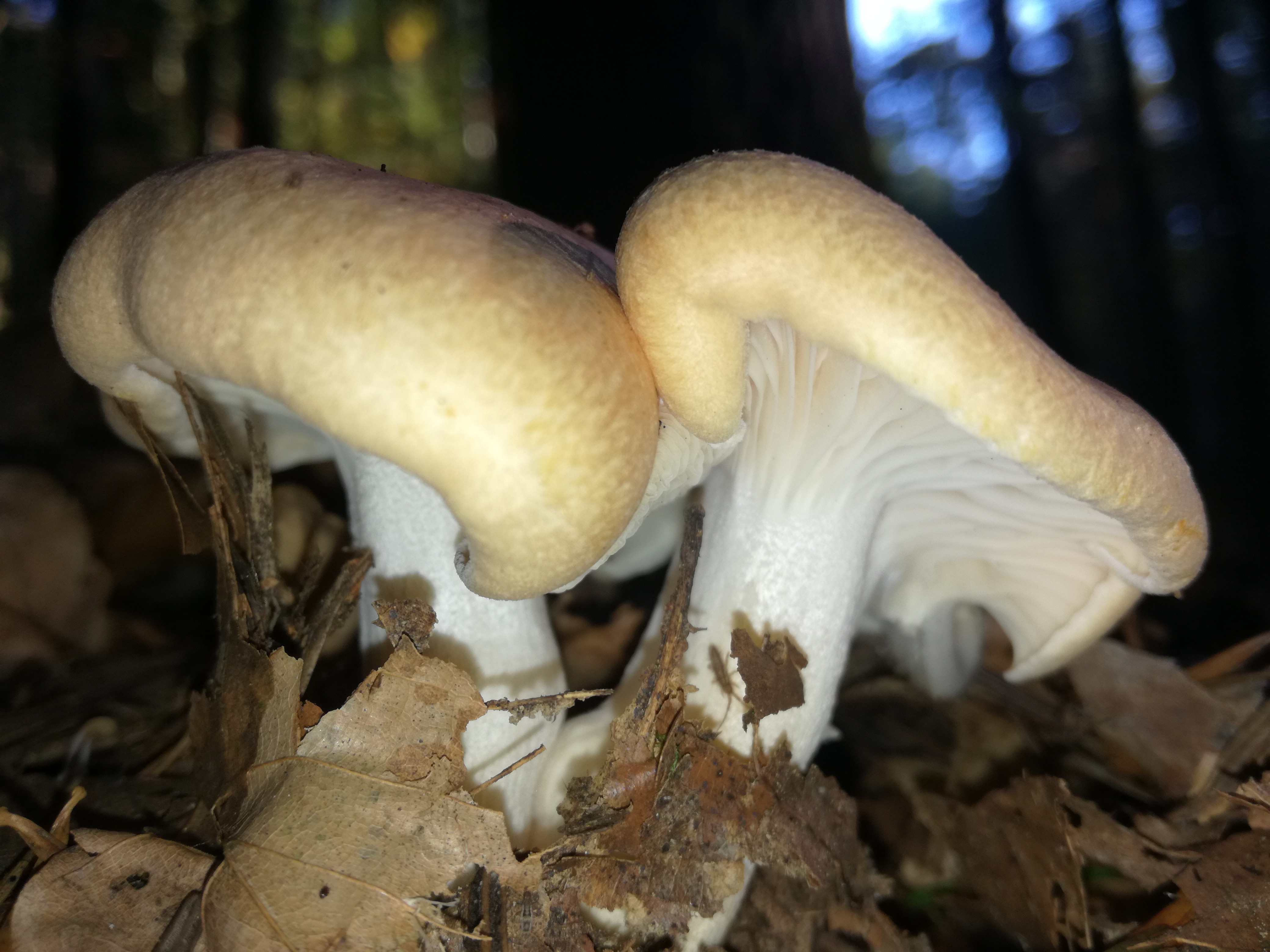 30102017223412 3190 art 1910 img 20171020 155015