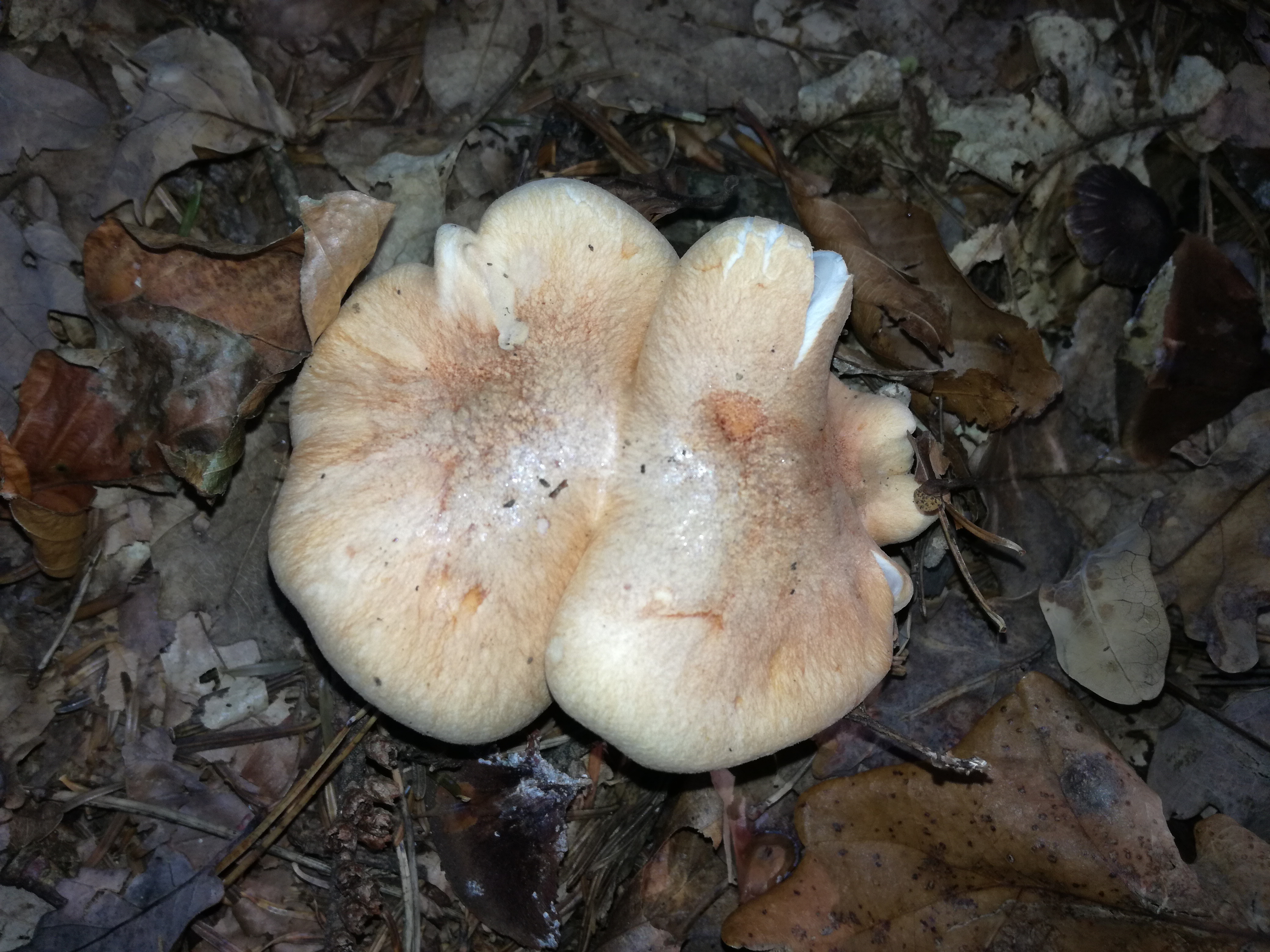 30102017223536 3191 art 1910 img 20171020 154936