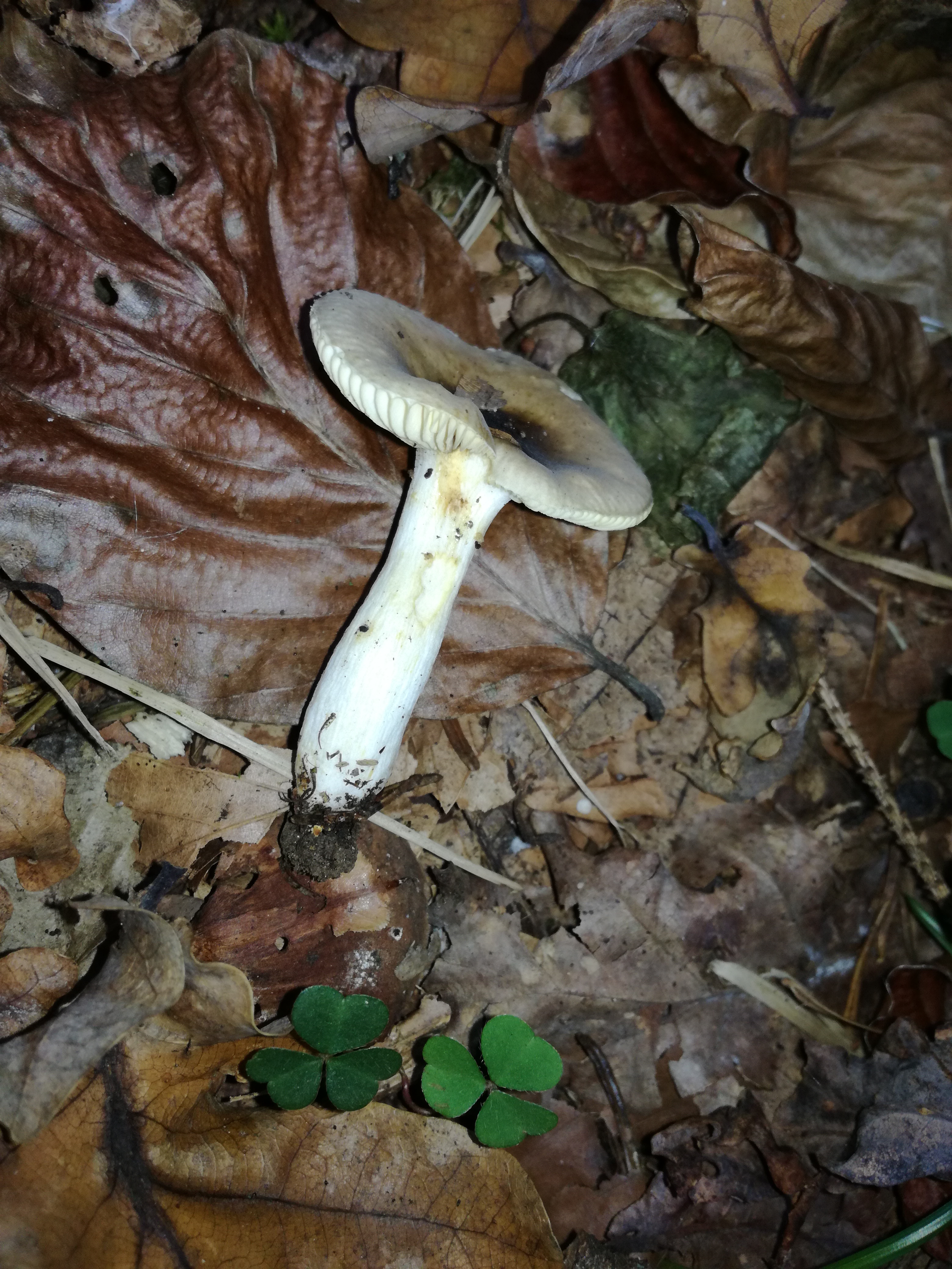 30102017230203 3192 art 1911 img 20171020 160028