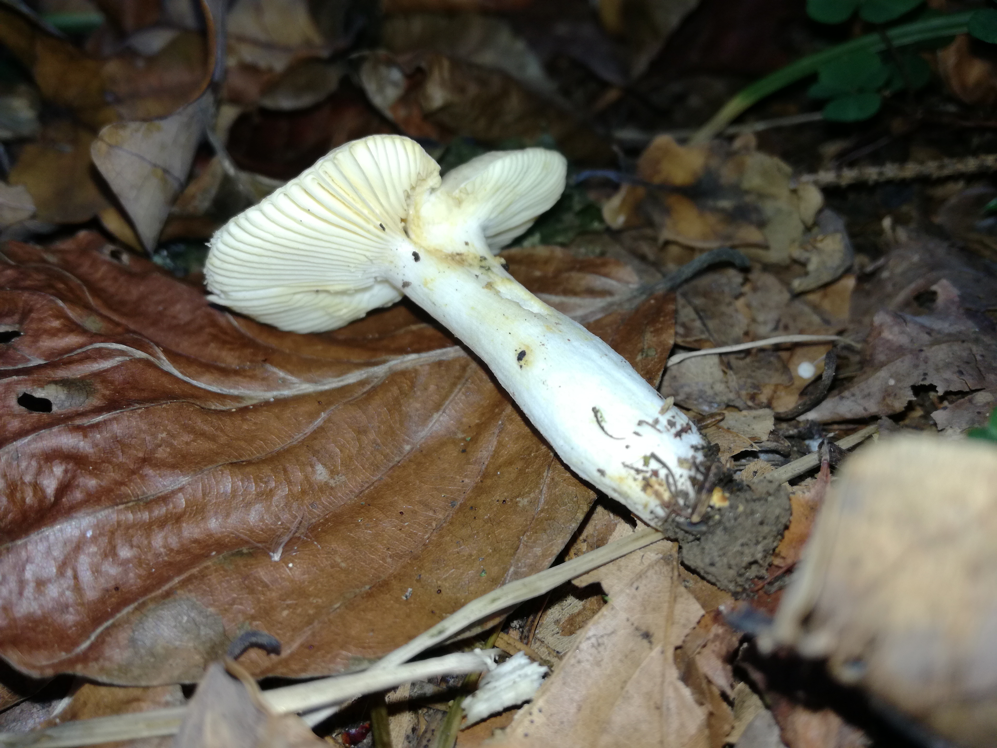 30102017230329 3193 art 1911 img 20171020 160012