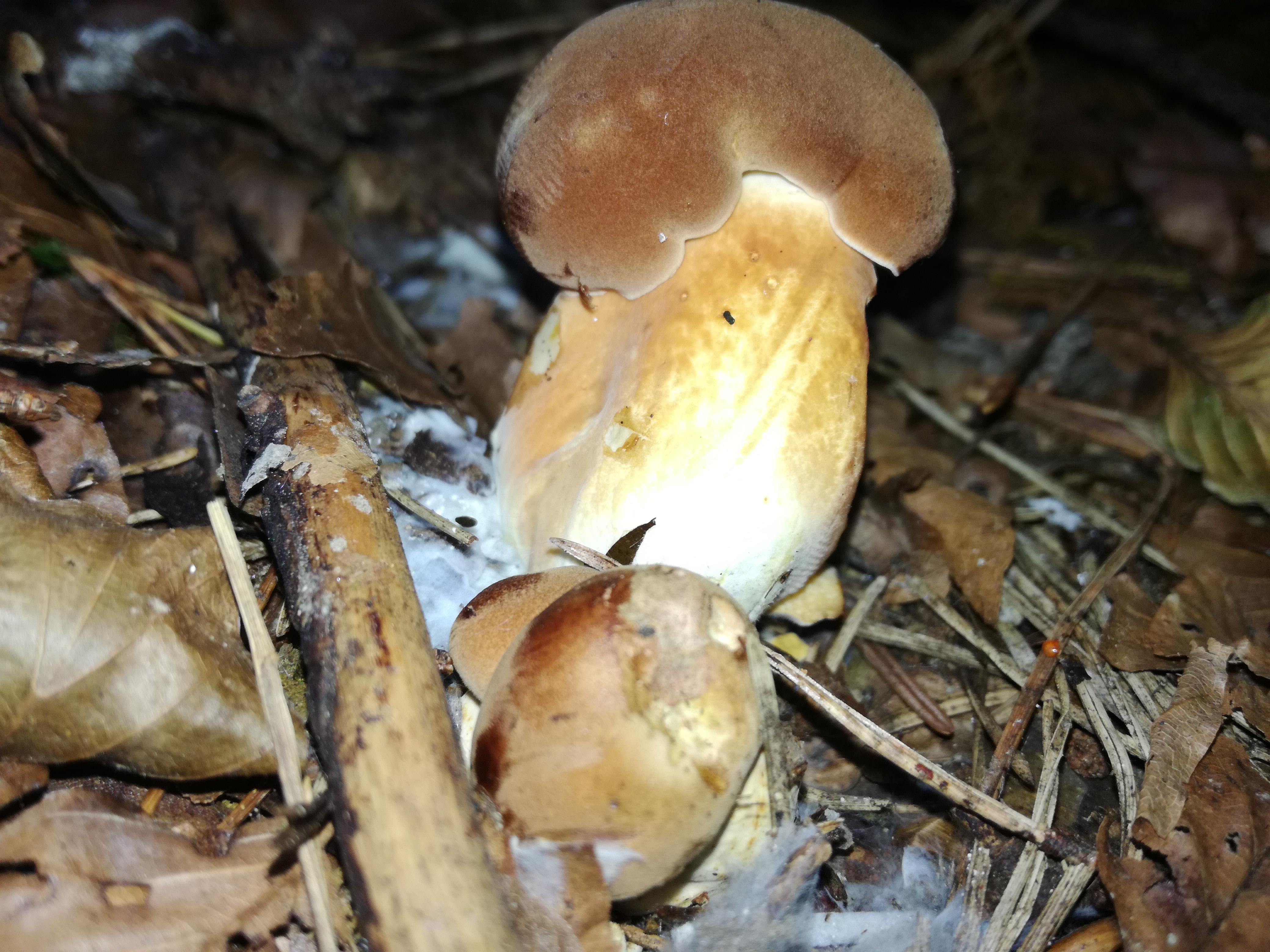 30102017230513 3194 art 719 img 20171020 160515