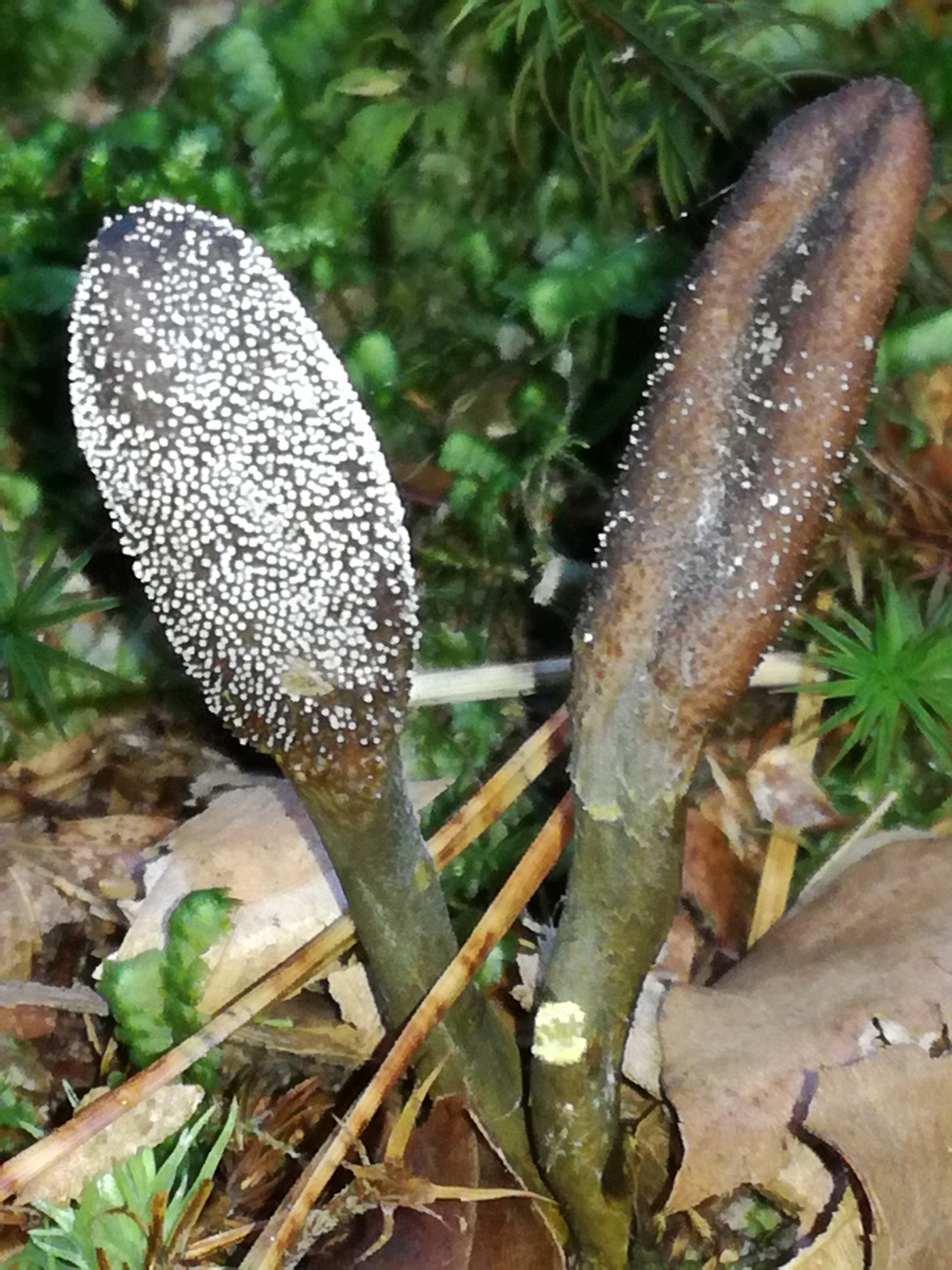 30102017232336 3195 art 1912 img 20171020 160758