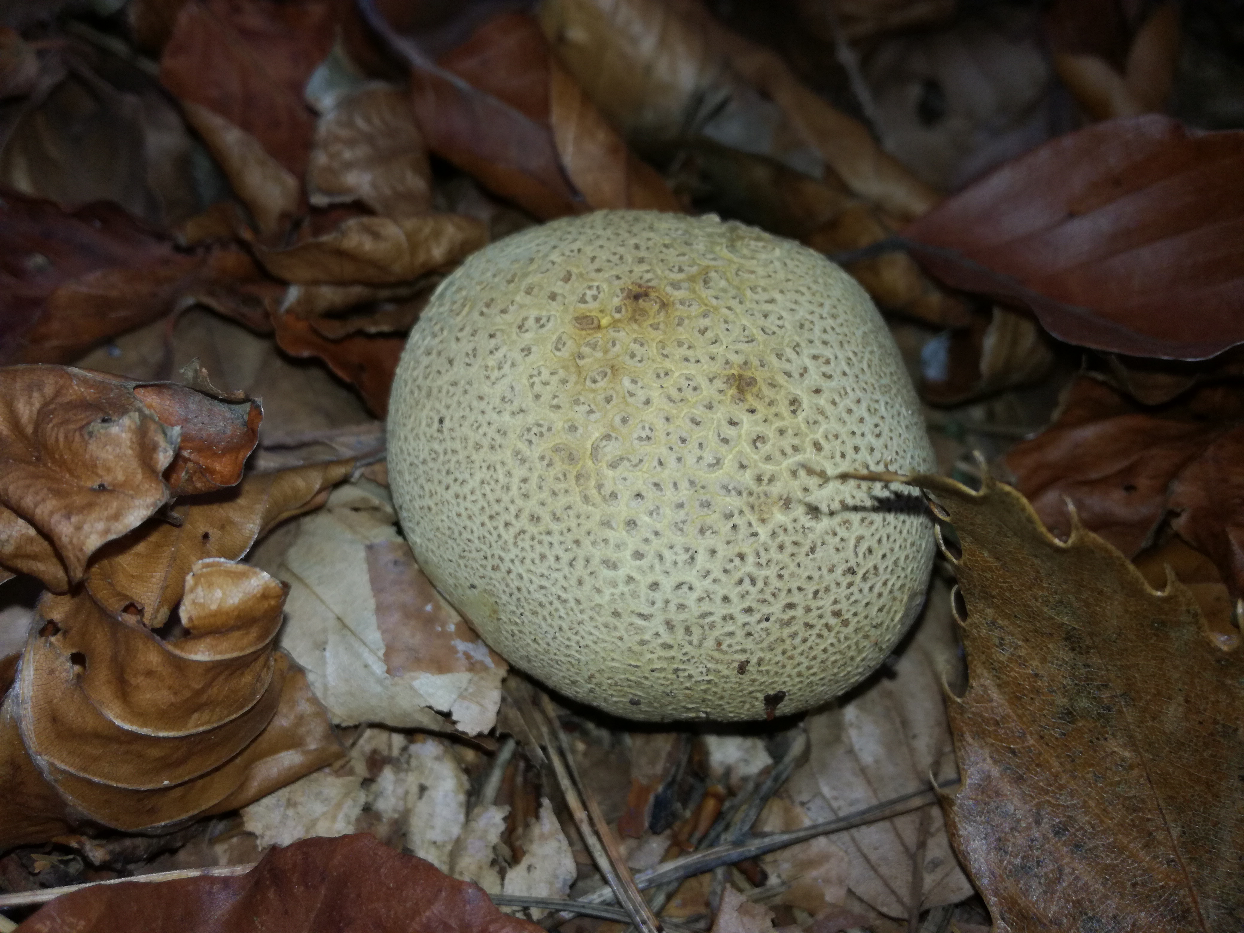 30102017232655 3197 art 809 img 20171020 161721