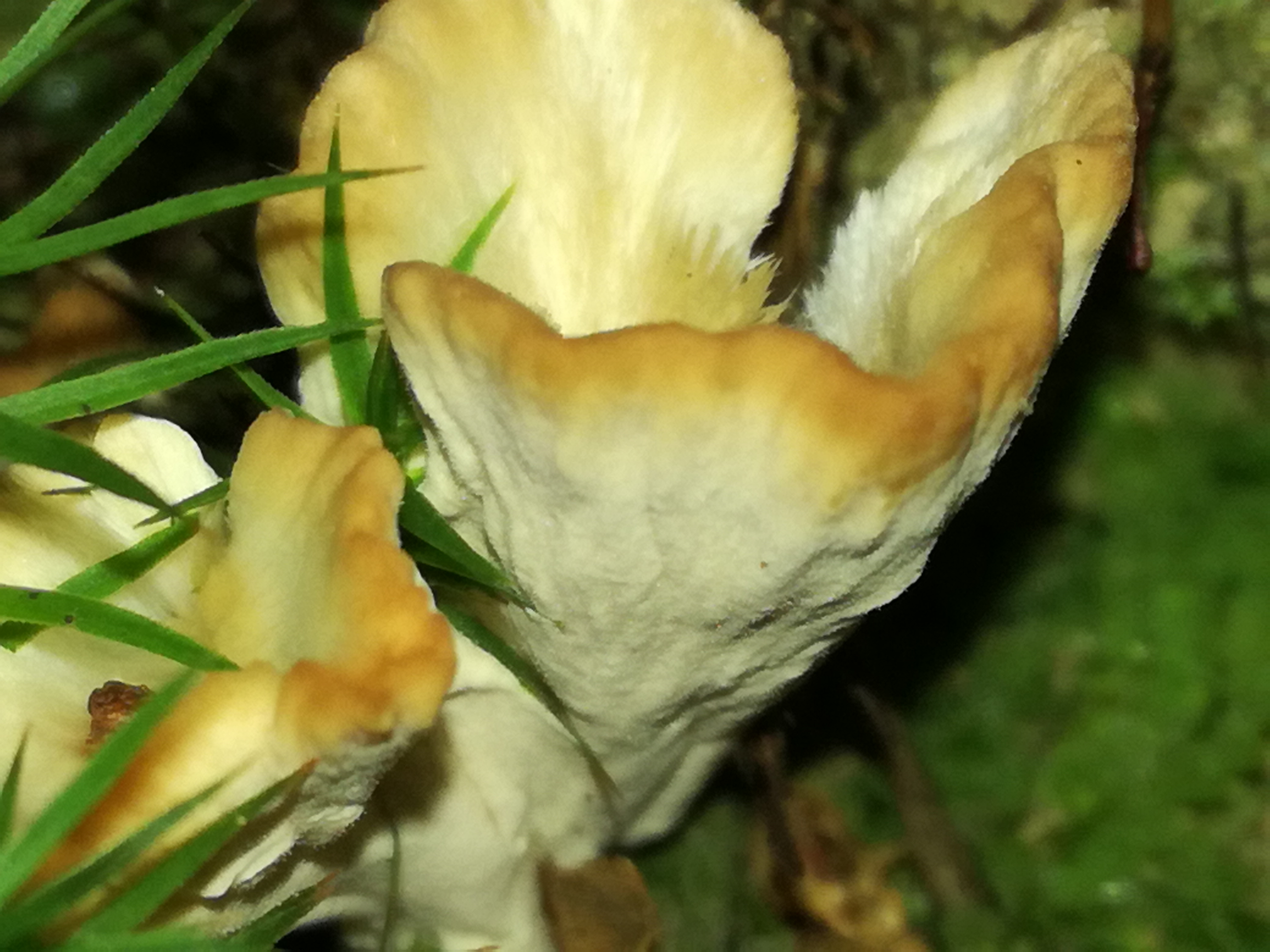 30102017234415 3199 art 1913 img 20171020 162329