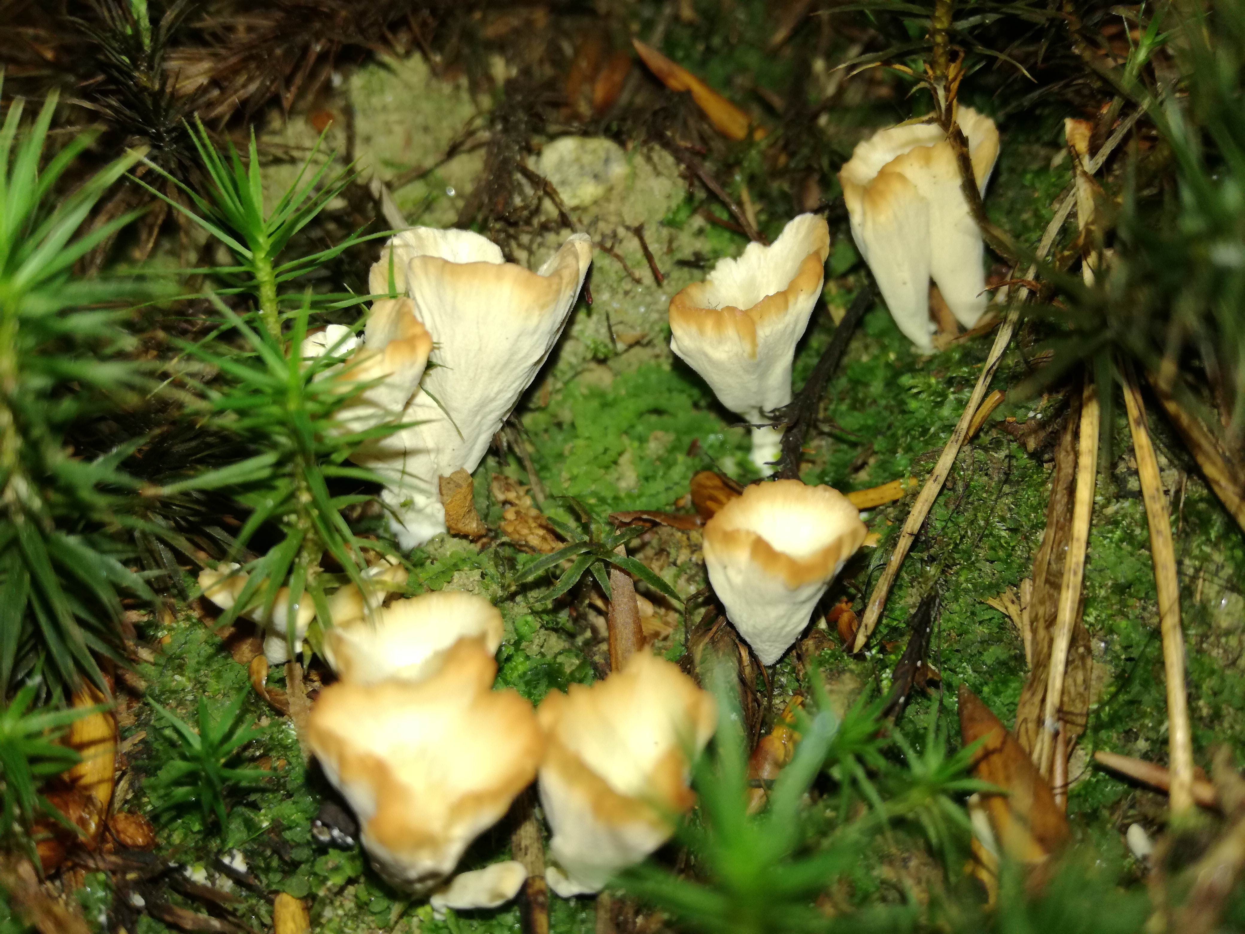 30102017234611 3200 art 1913 img 20171020 162252