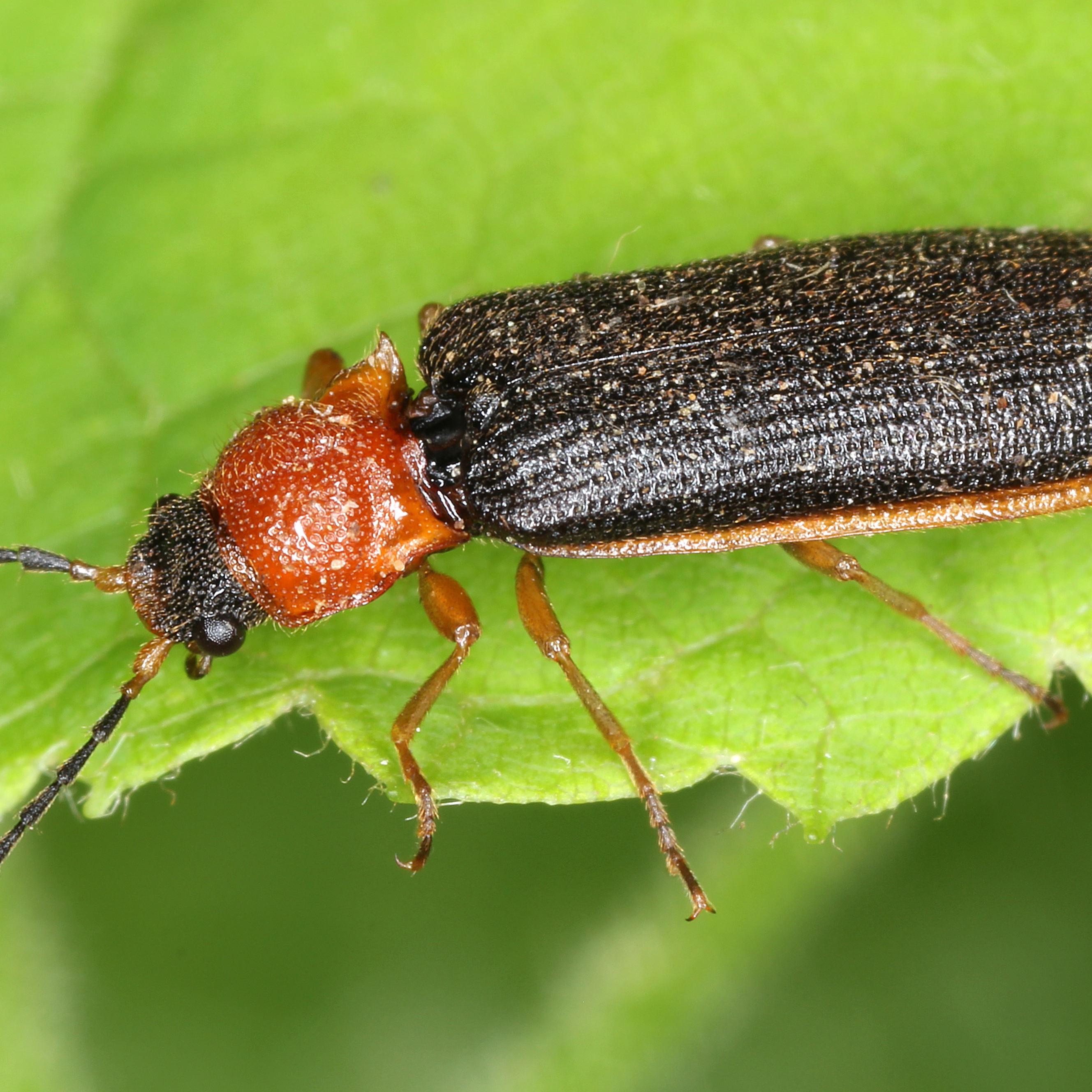 30122015192745 2766 art 1620 denticollis linearis 4 1