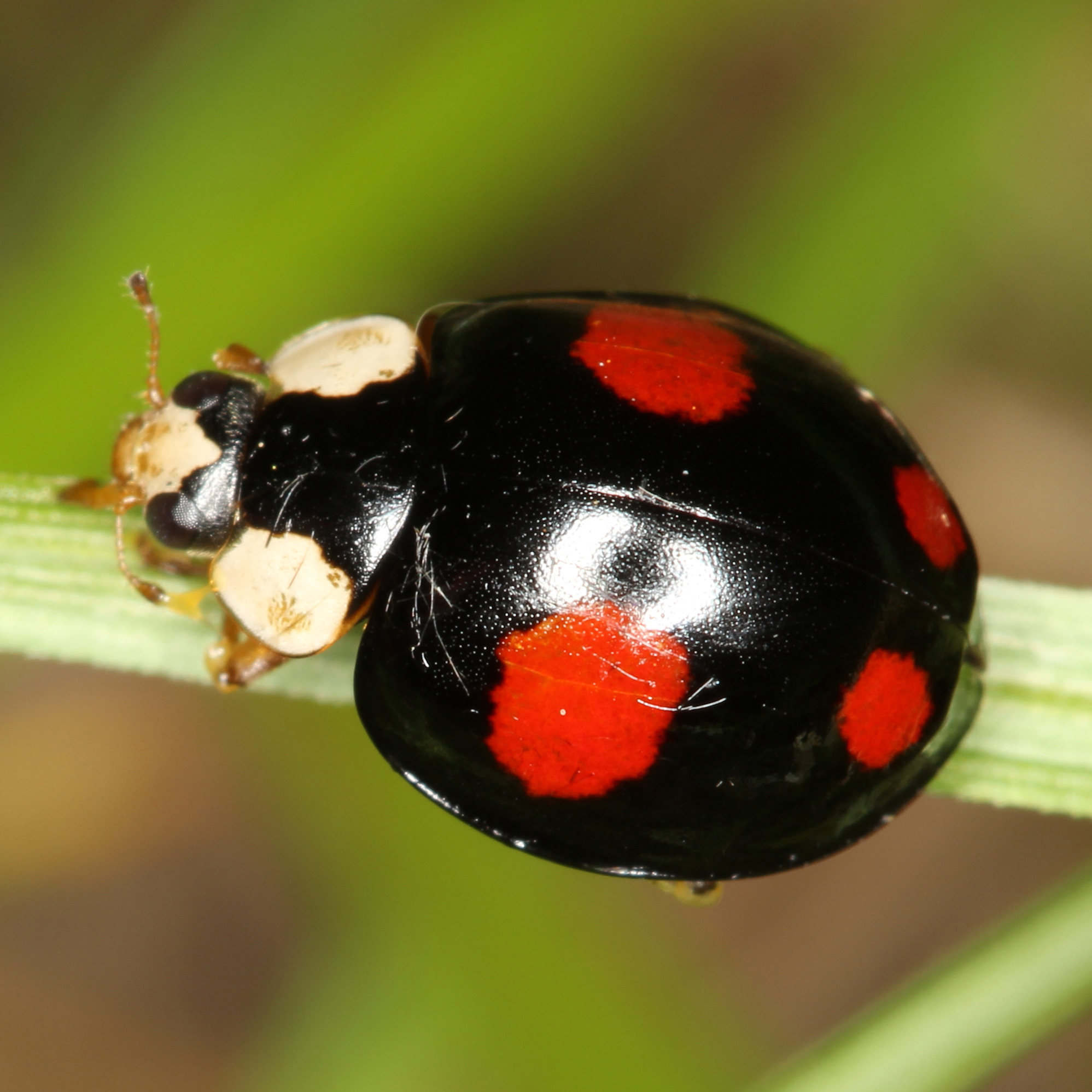 30122015225725 2767 art 204 harmonia axyridis 2 1