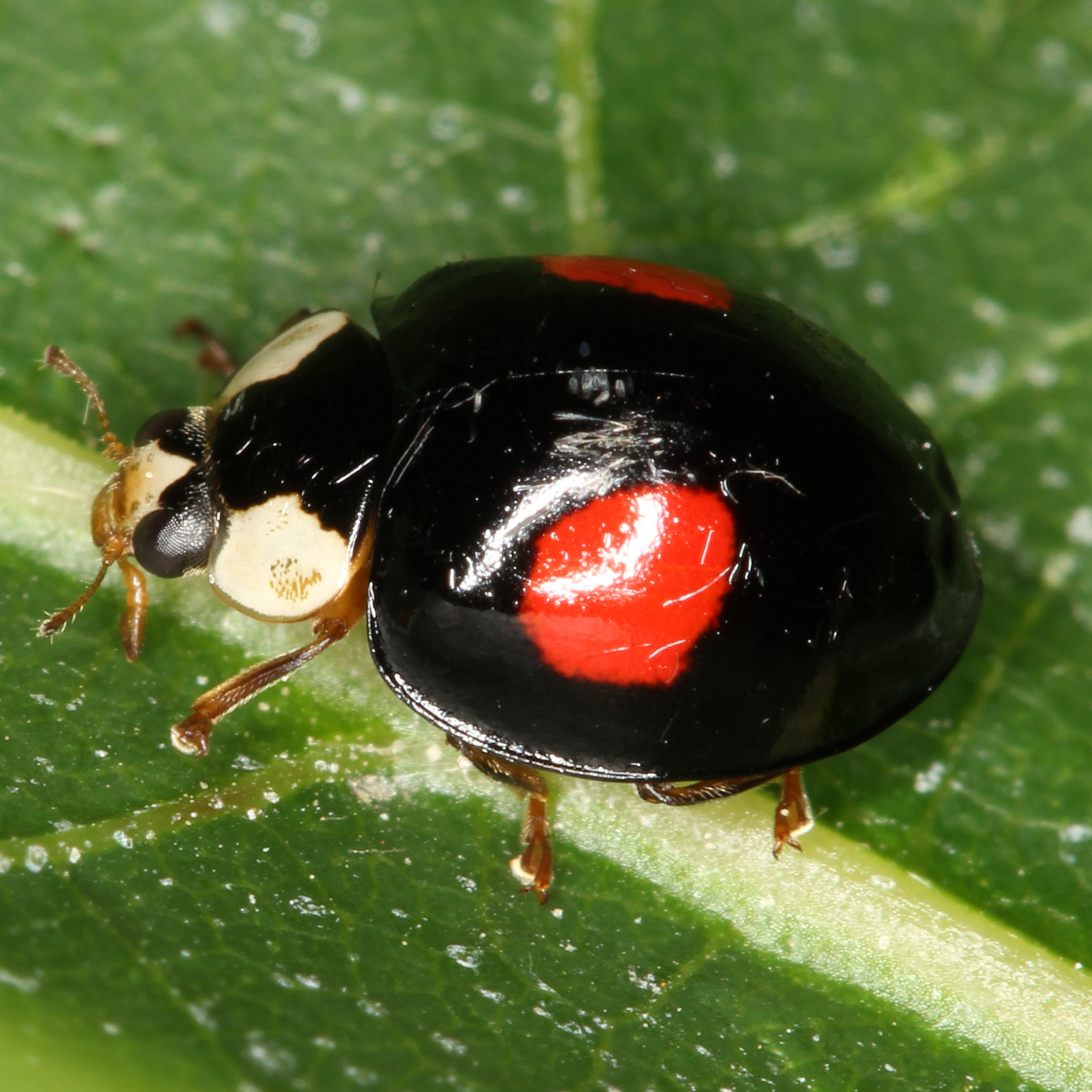 30122015225829 2768 art 204 harmonia axyridis 4 1