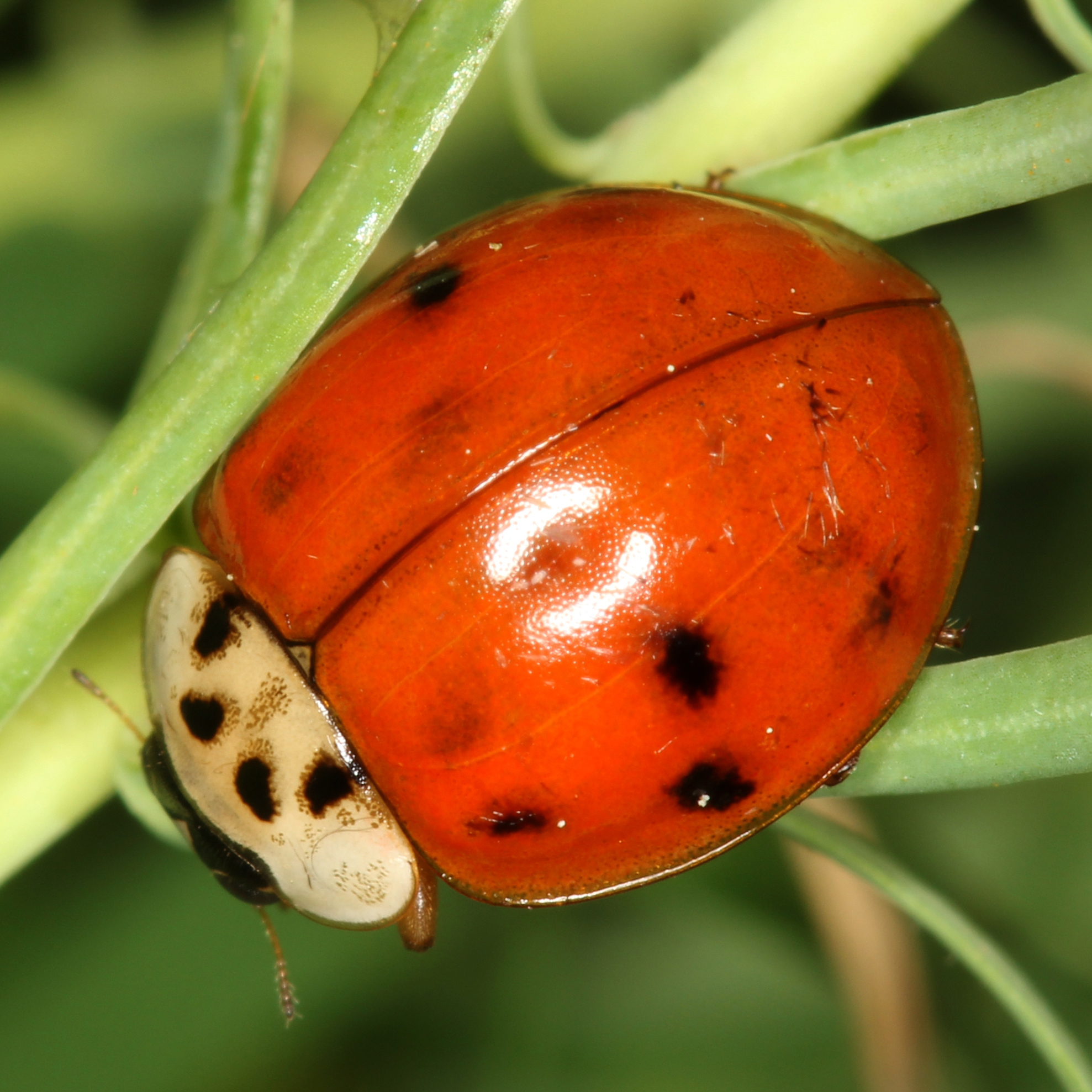 30122015225935 2769 art 204 harmonia axyridis 5 1