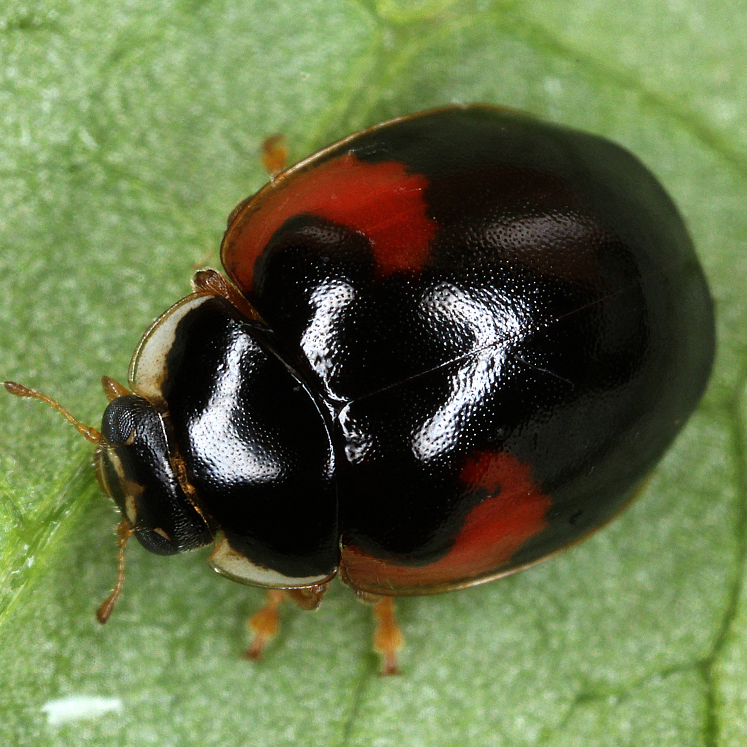 30122015230051 2770 art 204 harmonia axyridis 8 1