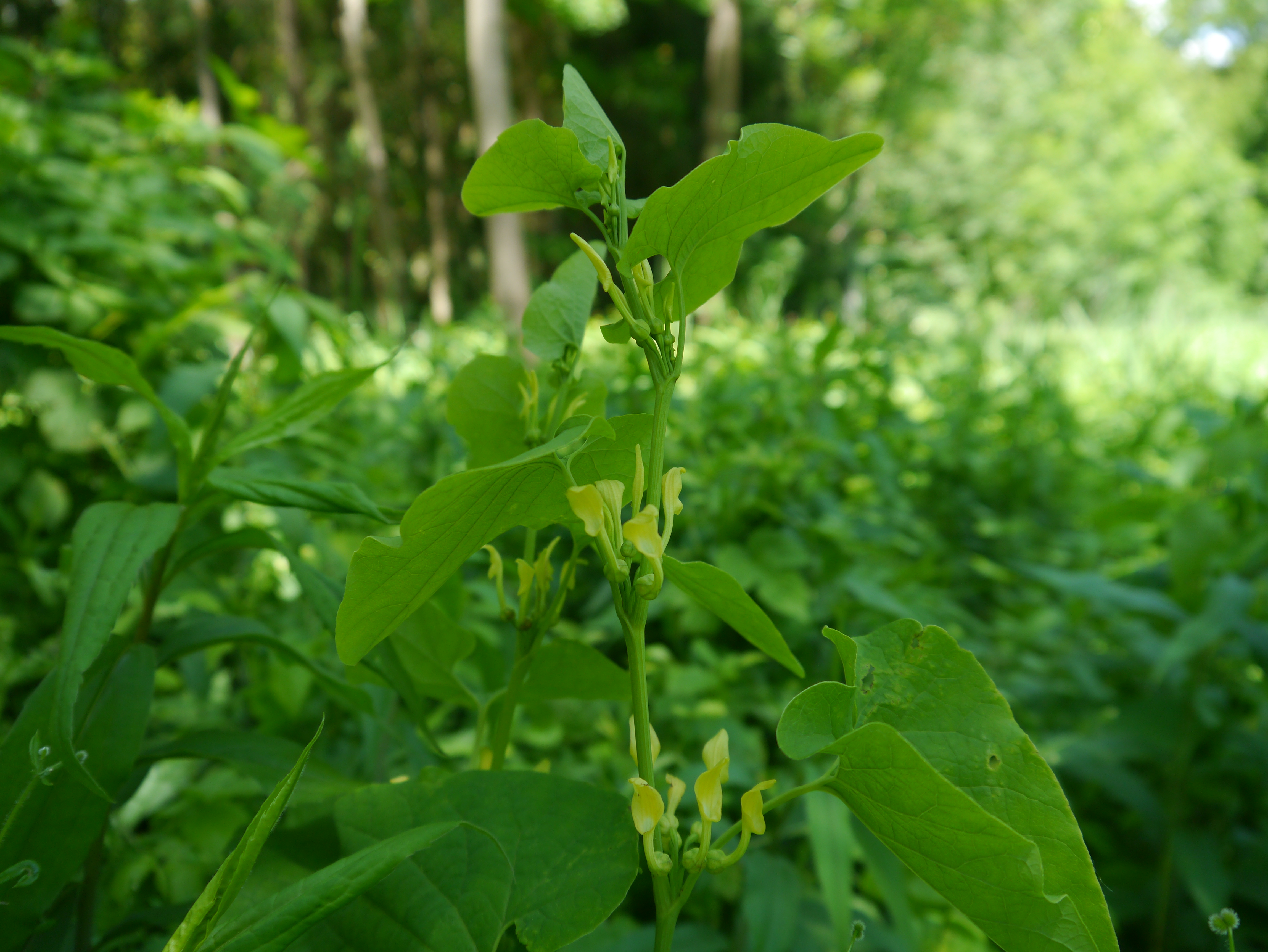 31052013103353 826 art 238 aristolochia clematitis2